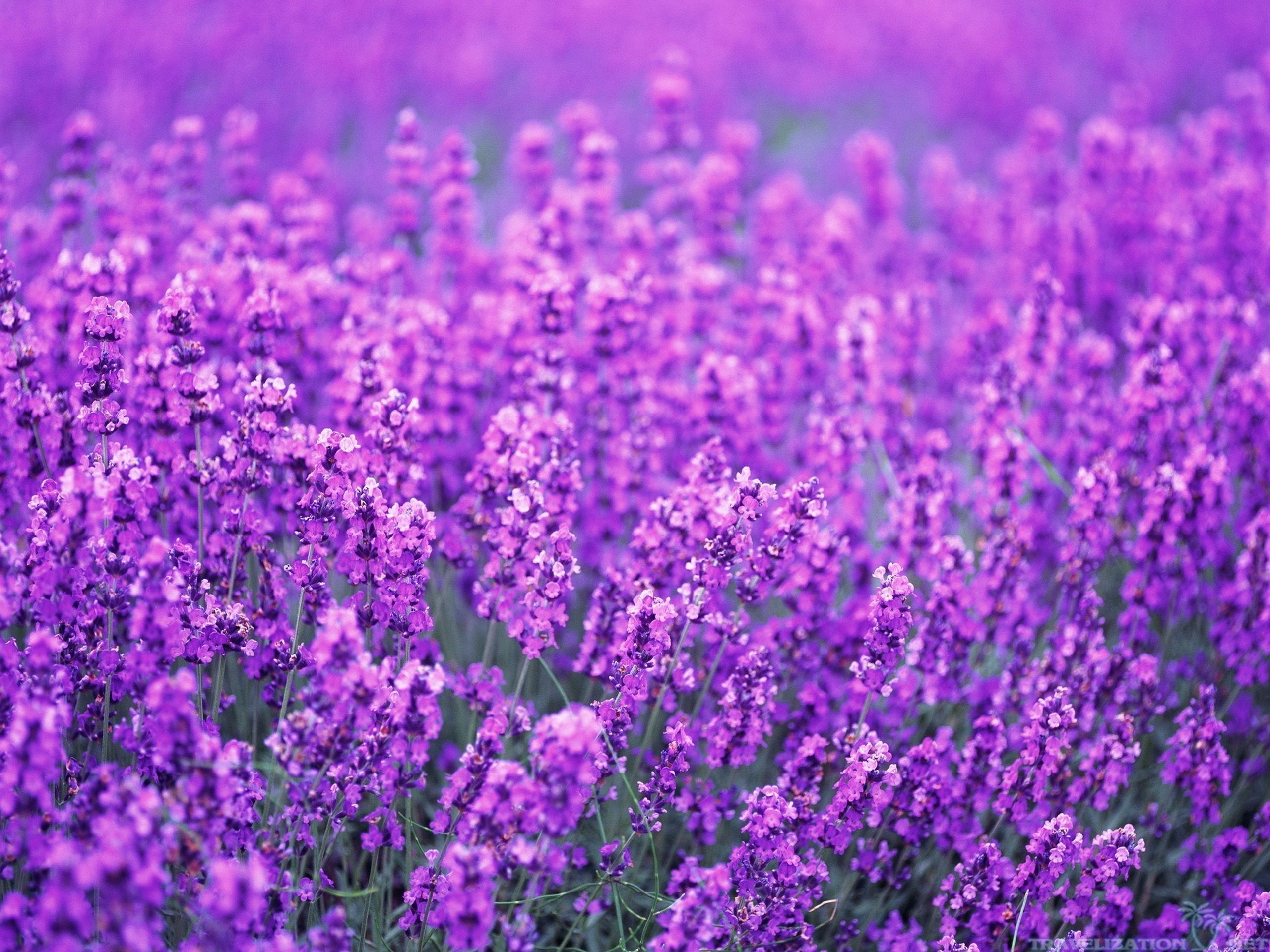 Lavender flower, 4K wallpapers, 2560x1920 HD Desktop