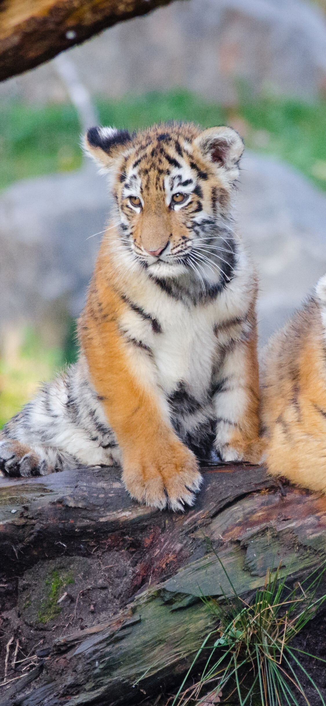 Tiger Cub: Animal, India is home to the world's largest population of wild species. 1130x2440 HD Background.