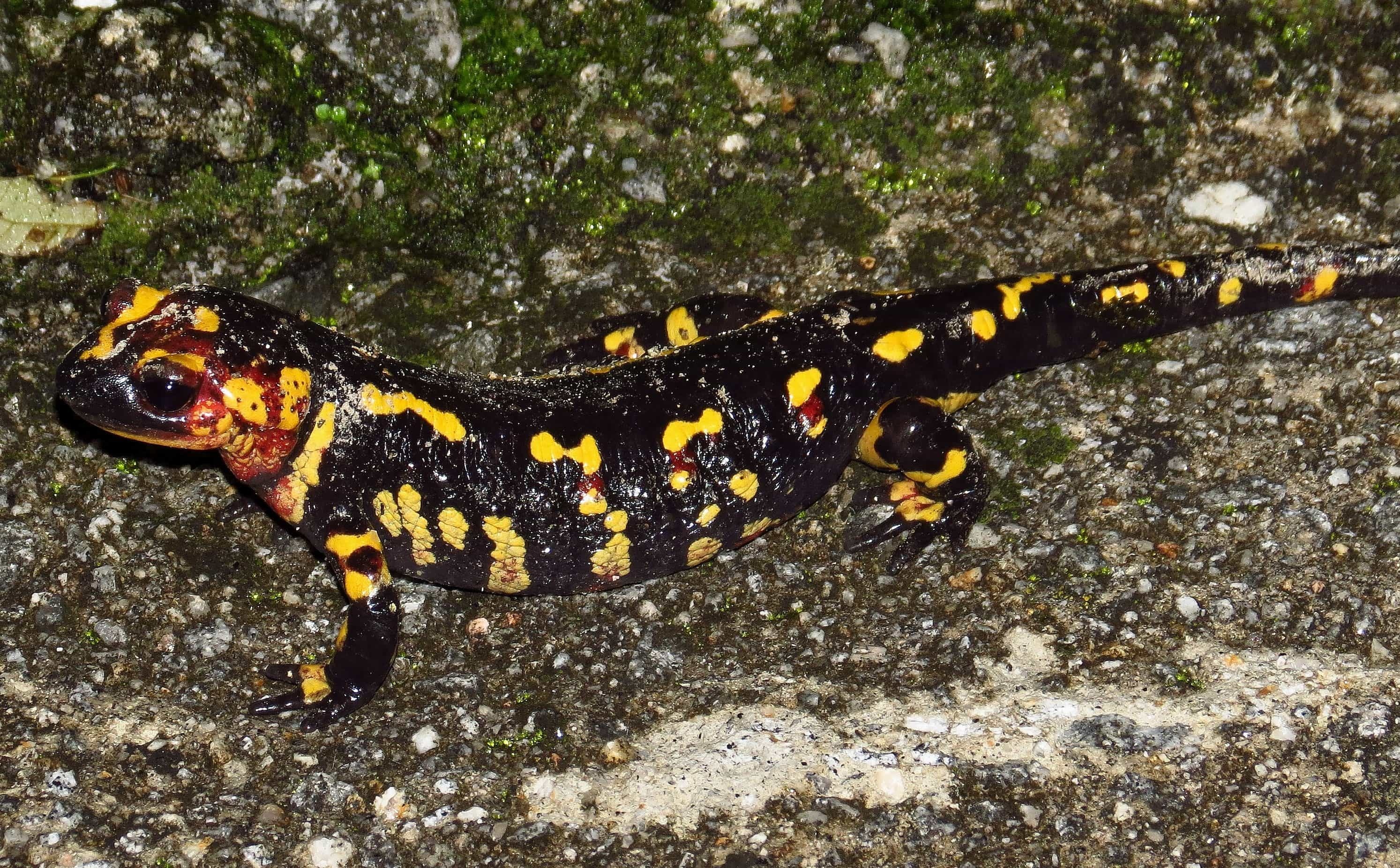Salamander imagery collection, Stunning animal pictures, Biodiversity showcase, Nature's marvels, 2990x1860 HD Desktop