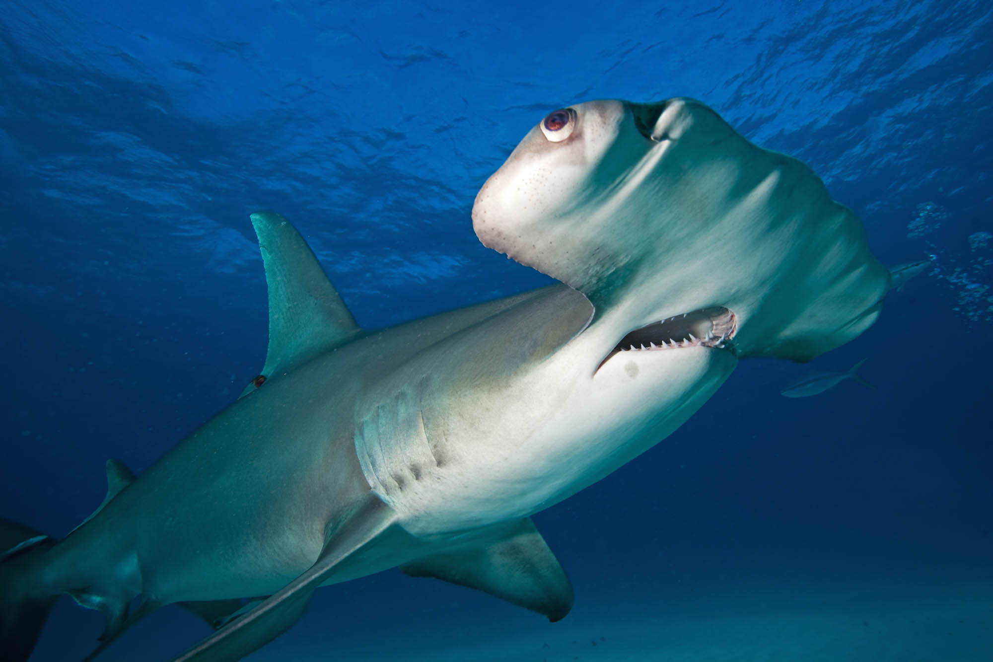 Hammerhead sharks, Great marine predators, Aquatic lifestyle, Wildlife insights, 2000x1340 HD Desktop