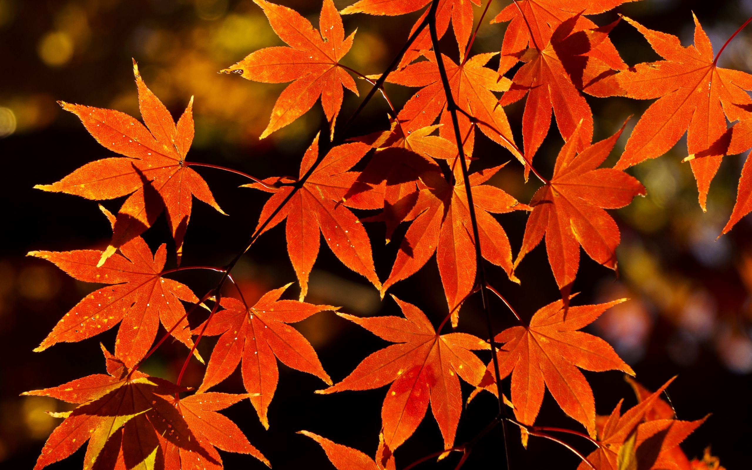 Maple leaf, Fall foliage, Colorful display, Autumnal vibes, 2560x1600 HD Desktop