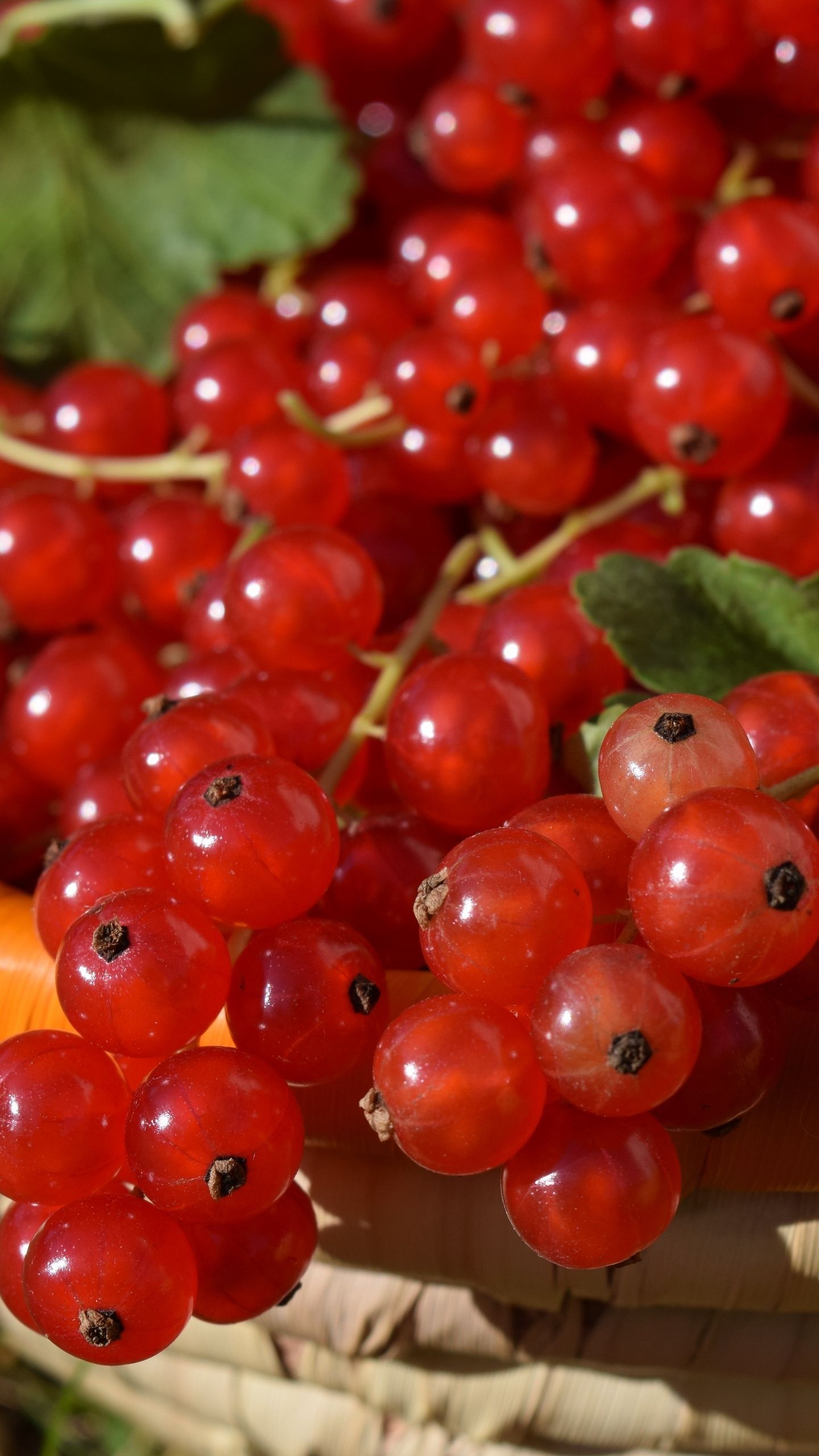 Red currants, Ripe berries, Basket full, Samsung Galaxy wallpaper, 1440x2560 HD Phone