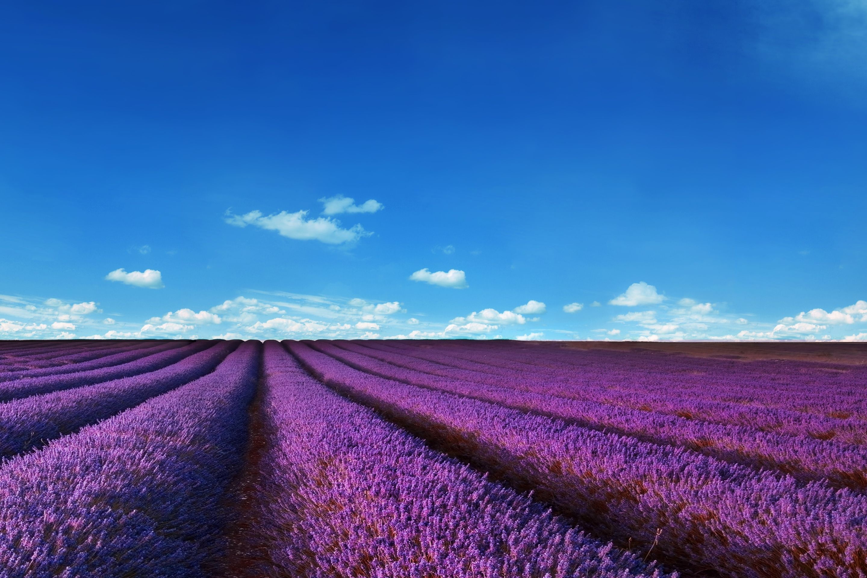 Lavender fields, Serene landscapes, Floral beauty, Relaxing ambiance, 2880x1920 HD Desktop