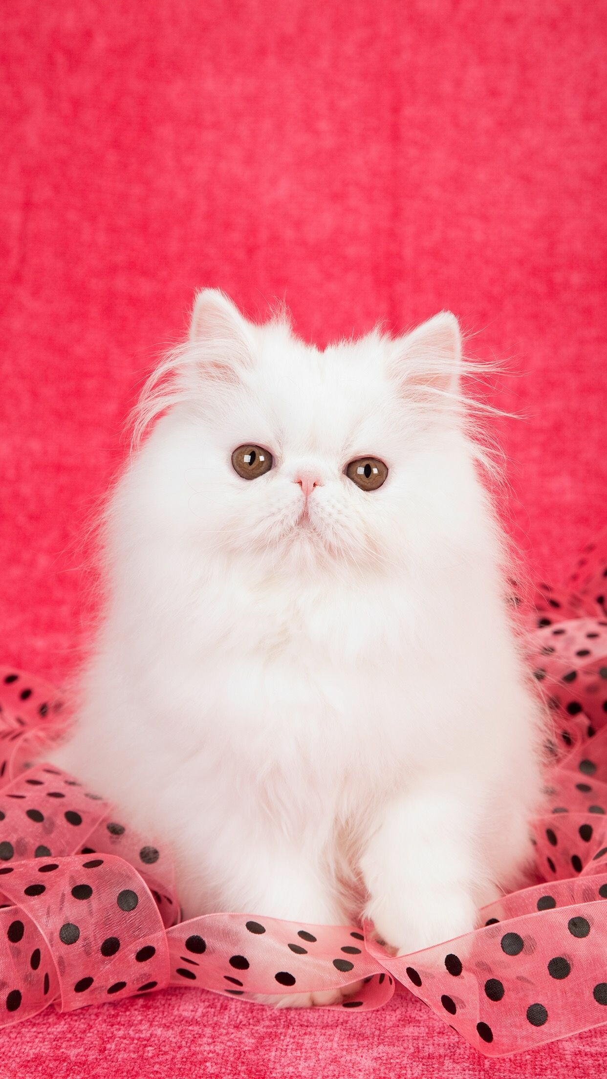 Persian Cat: It is usually medium-sized cats, although they are massive and heavily boned. 1250x2210 HD Wallpaper.