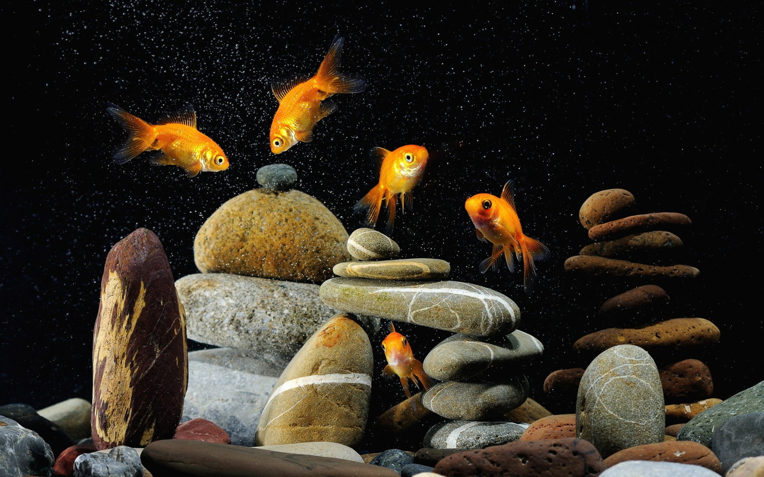 Gold Fish: Aquarium, A typical household freshwater aquarium set-up, Stones, Peaceful community fish. 2560x1600 HD Background.