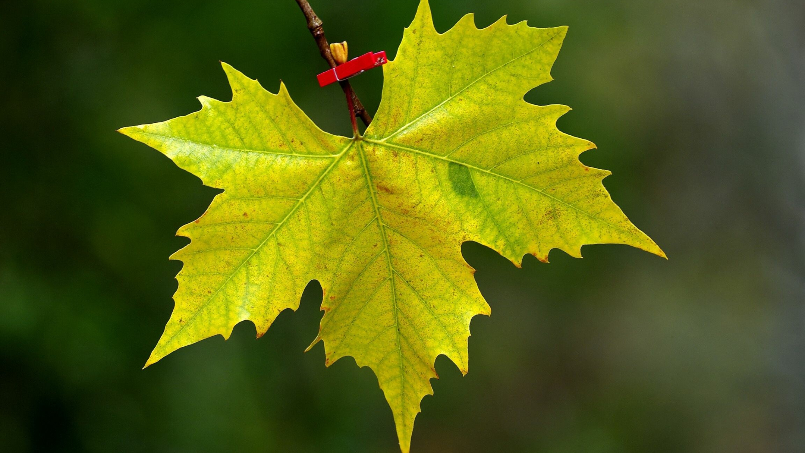 Leaf: Maple, Usually borne above ground and specialized for photosynthesis. 2560x1440 HD Wallpaper.