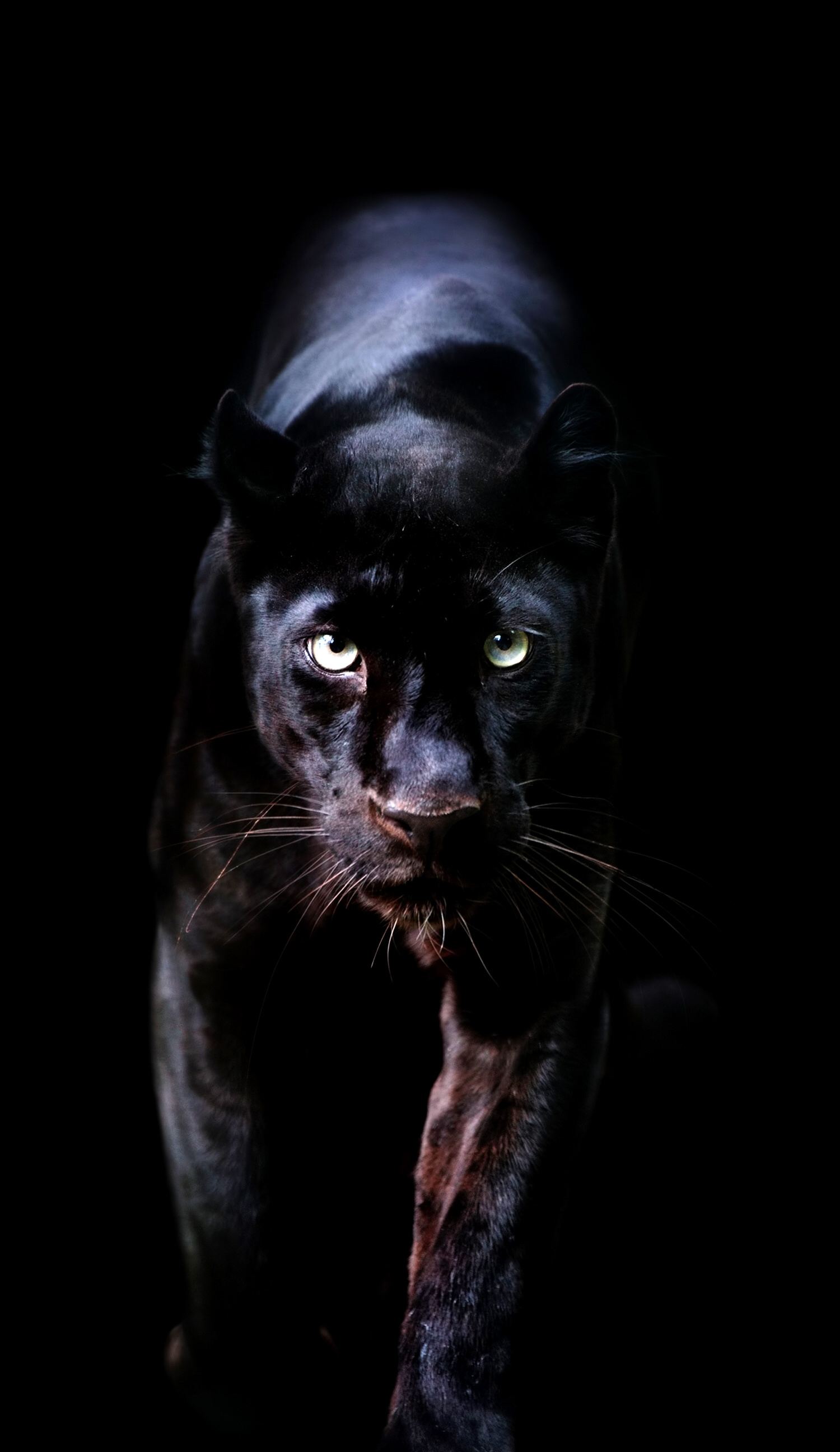 Black Panther (Animal): Wild cat, Felidae, Carnivore. 1500x2600 HD Wallpaper.