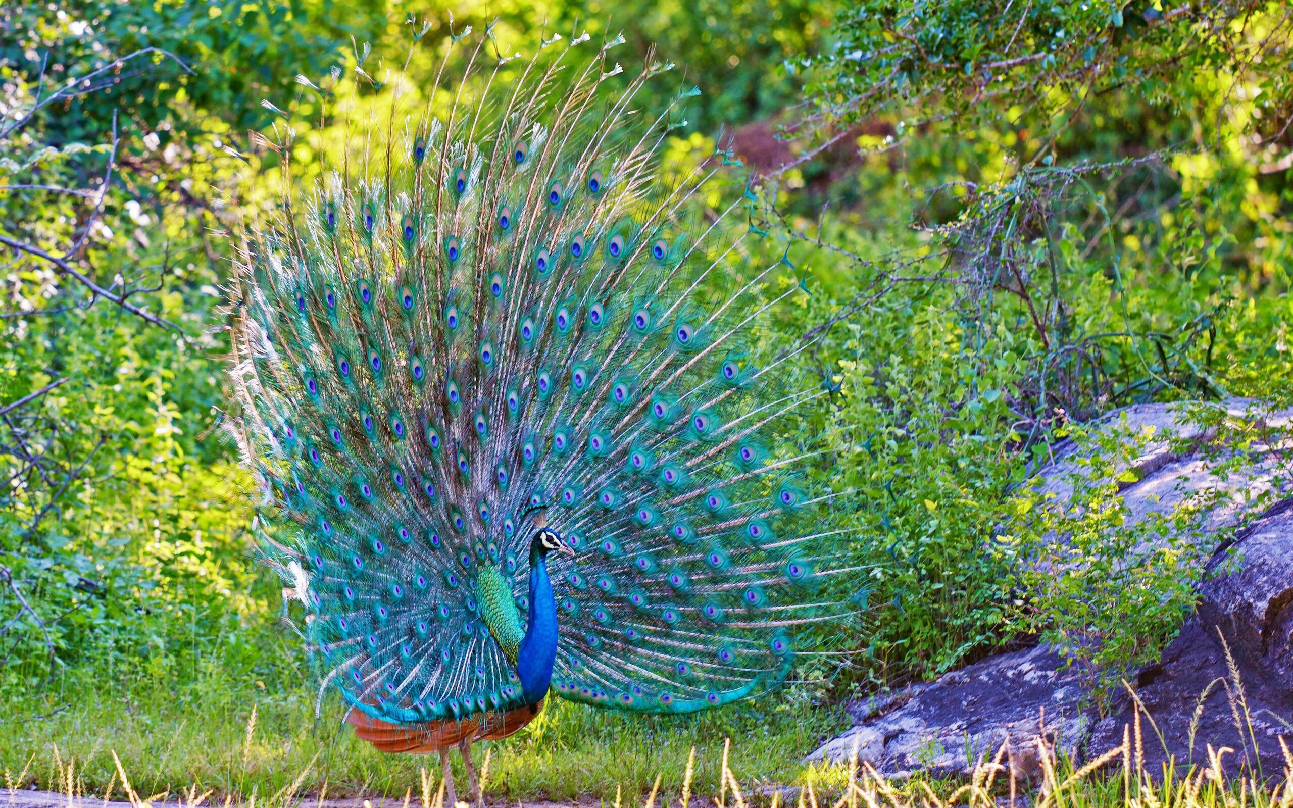 Peacock: The Asiatic species have an eye-spotted "tail" or "train" of covert feathers. 2560x1600 HD Wallpaper.