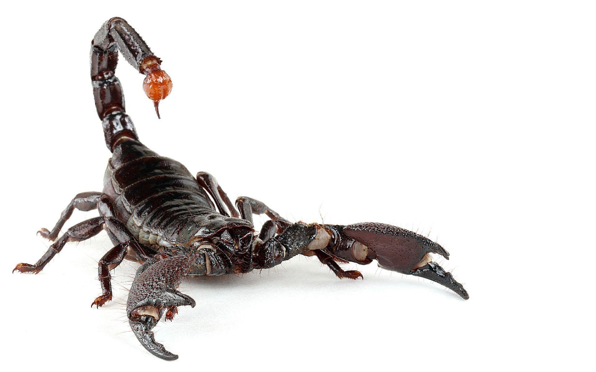 Scorpion (Animal): Arachnids, Each specie abdomen has 12 segments. 1920x1200 HD Background.