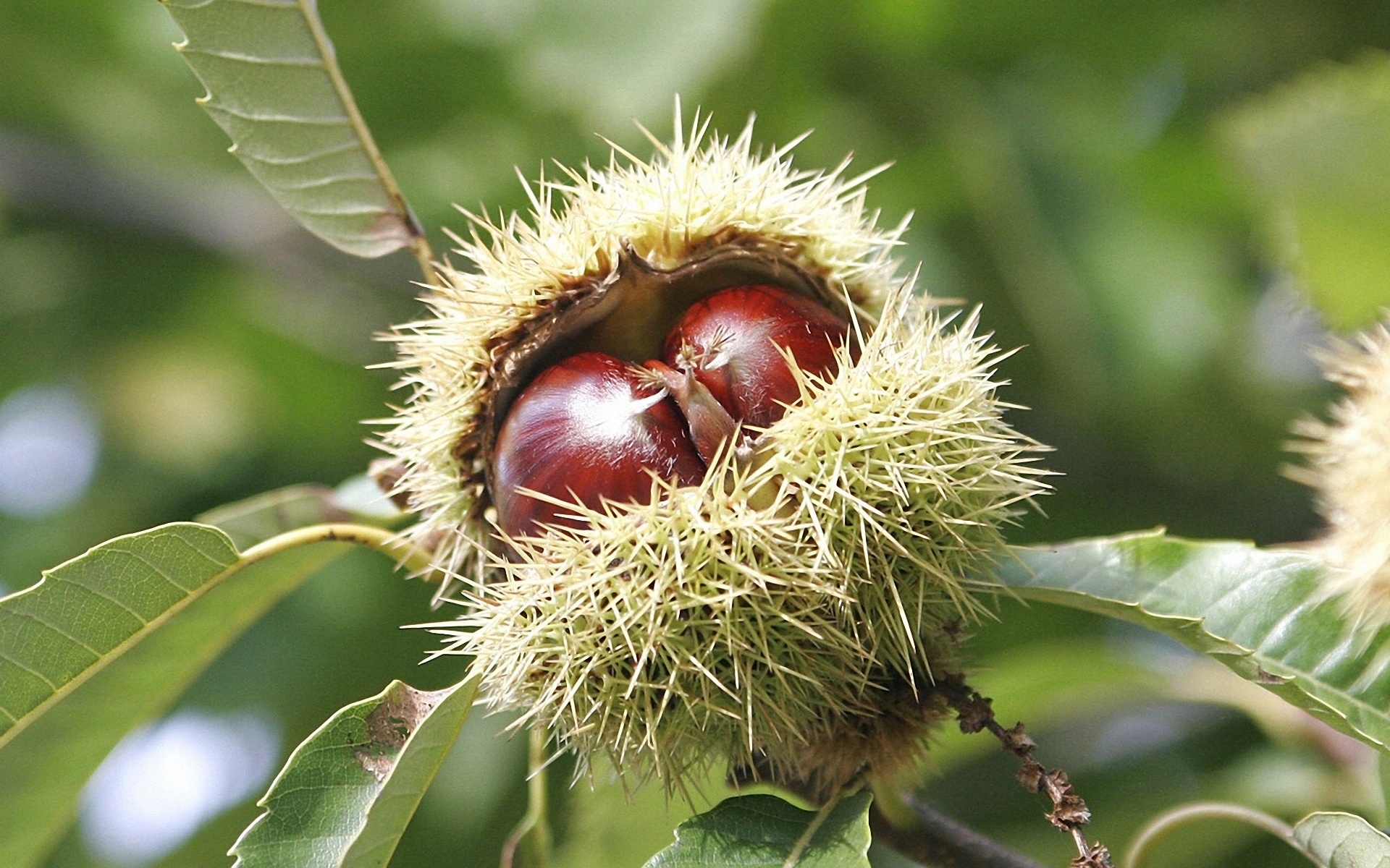 Chestnut HD wallpapers, High-quality backgrounds, Stunning imagery, Free download, 1920x1200 HD Desktop