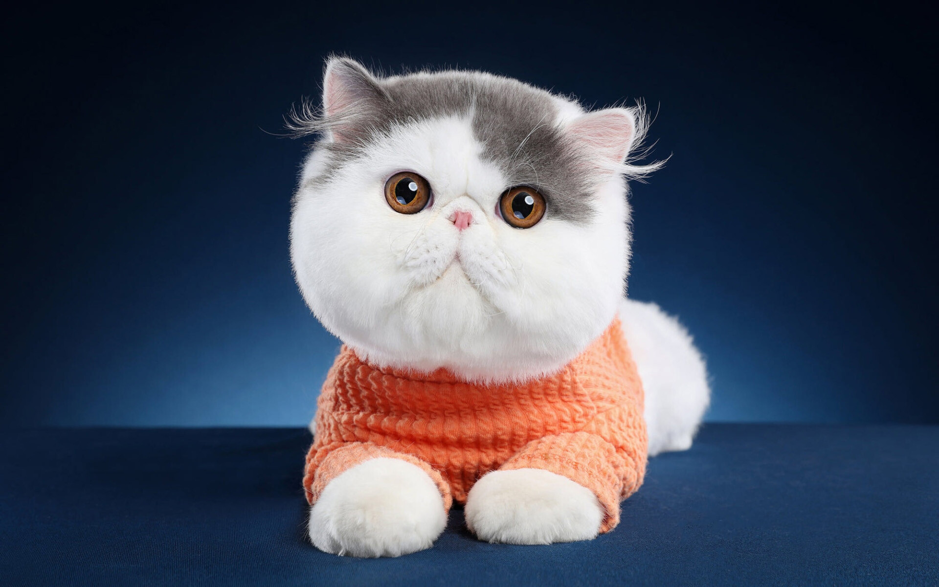 Exotic Shorthair Cat: A breed developed as a short-haired version of the Persian, Felidae. 1920x1200 HD Wallpaper.