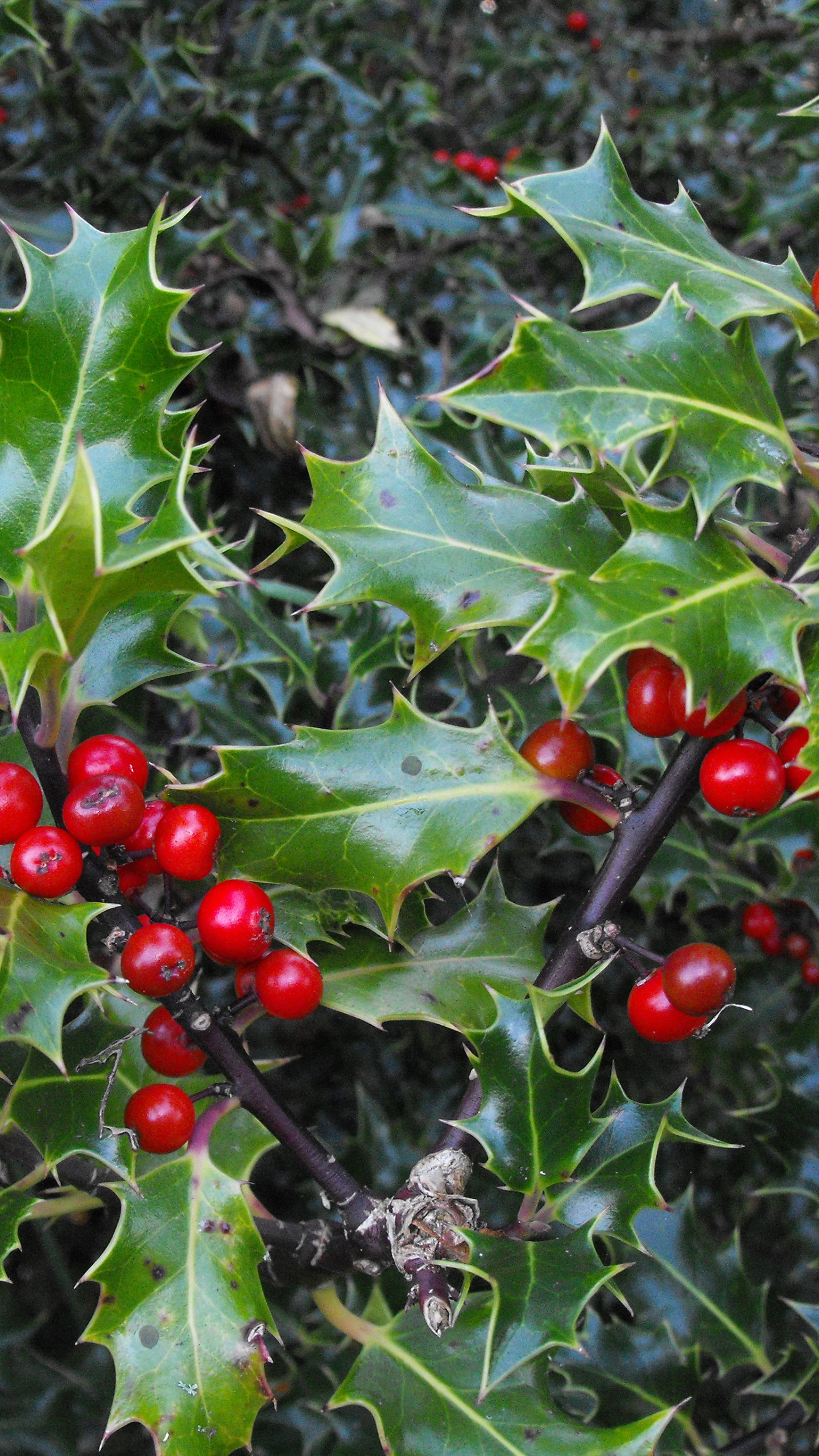 Holly Tree, Christmas mistletoe, Festive wallpaper, Holiday joy, 1440x2560 HD Handy