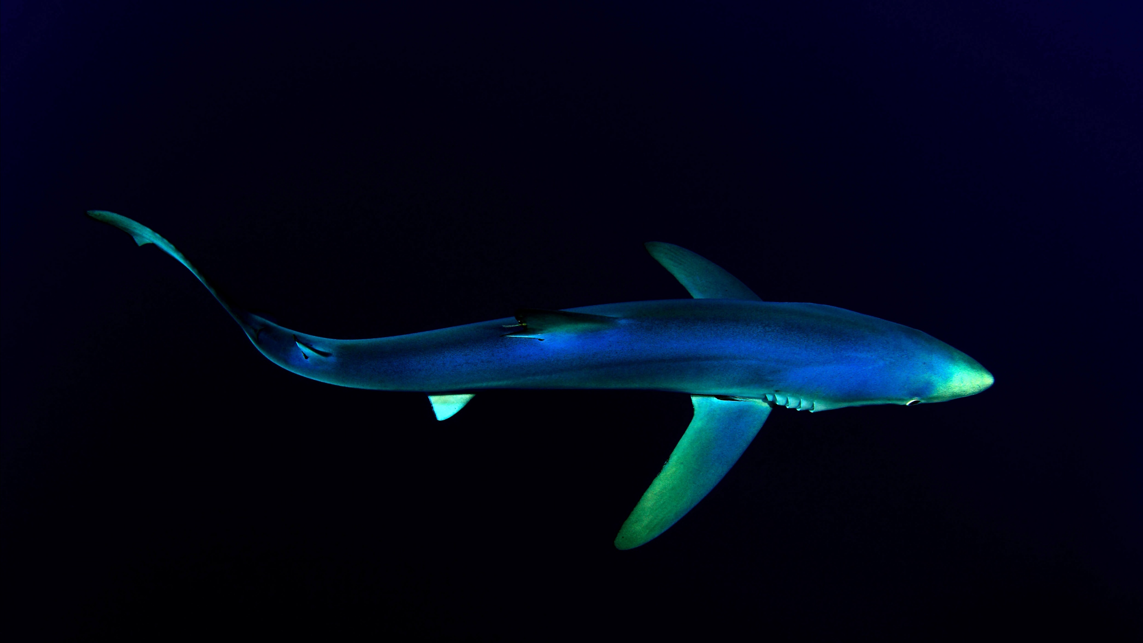 Blue shark wallpaper, Underwater beauty, Atlantic ocean, Marine wonders, 3840x2160 4K Desktop