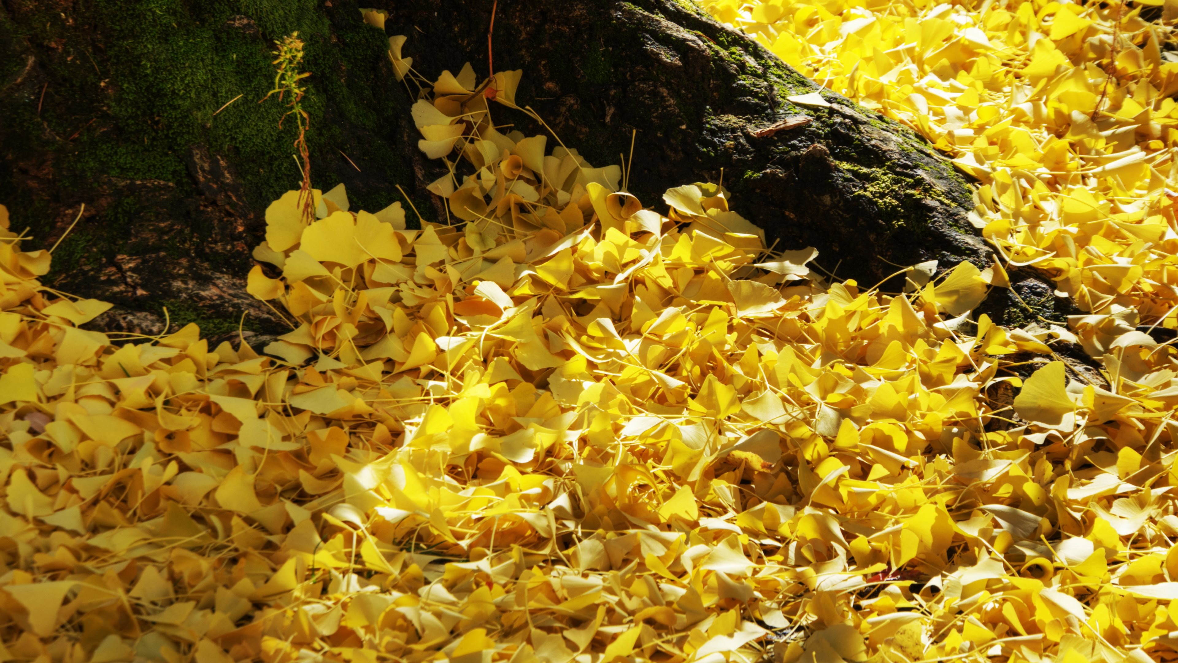 Ginkgo Biloba, Fall magic, Autumnal beauty, 4K wallpaper, 3840x2160 4K Desktop