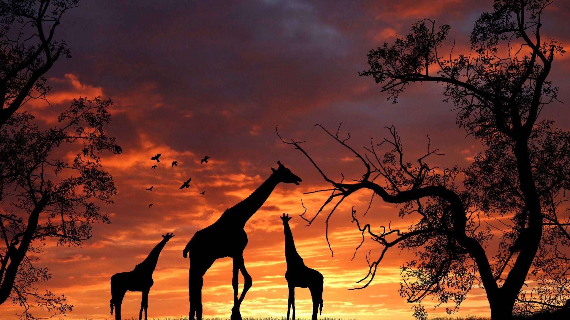 Giraffe: The tallest of living quadrupeds and has a very long neck and a short coat with dark blotches separated by pale lines. 1920x1080 Full HD Wallpaper.