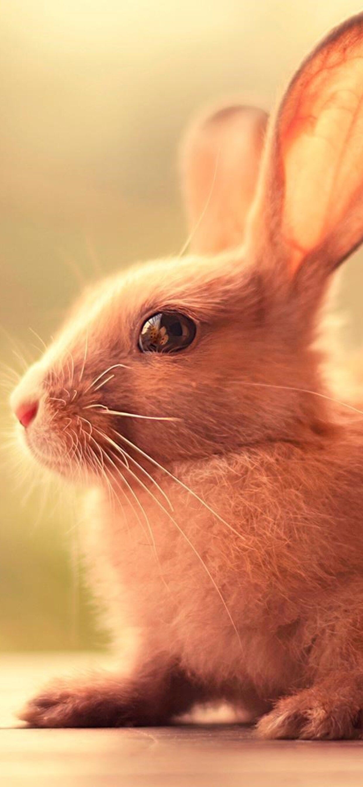 Bunny: Small mammals with fluffy, short tails, whiskers and distinctive long ears. 1250x2690 HD Background.