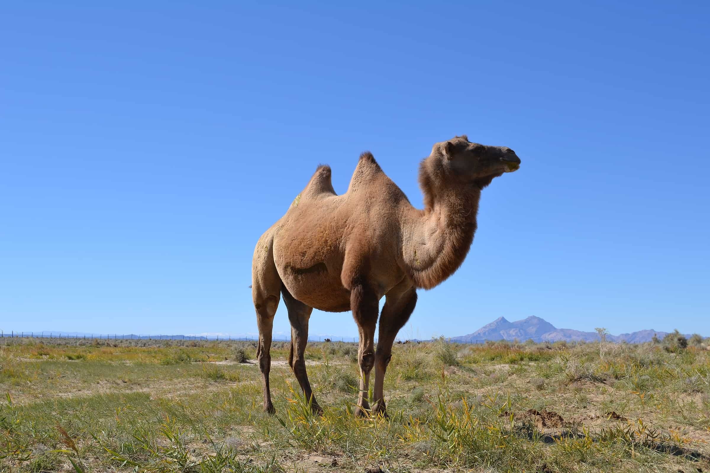 Wild camel spotting, Desert wildlife, 2400x1600 HD Desktop