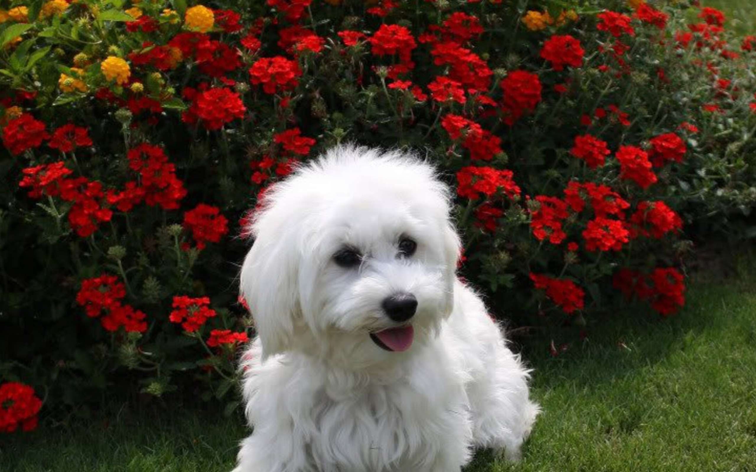Bolognese Dog, Happy puppies wallpaper, HD widescreen, 2560x1600 HD Desktop