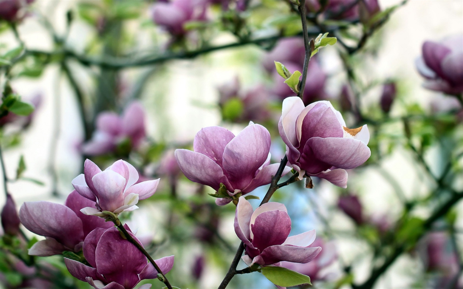 Magnolia bloom, Spring pink flowers, Beautiful trees, High-quality pictures, 1920x1200 HD Desktop