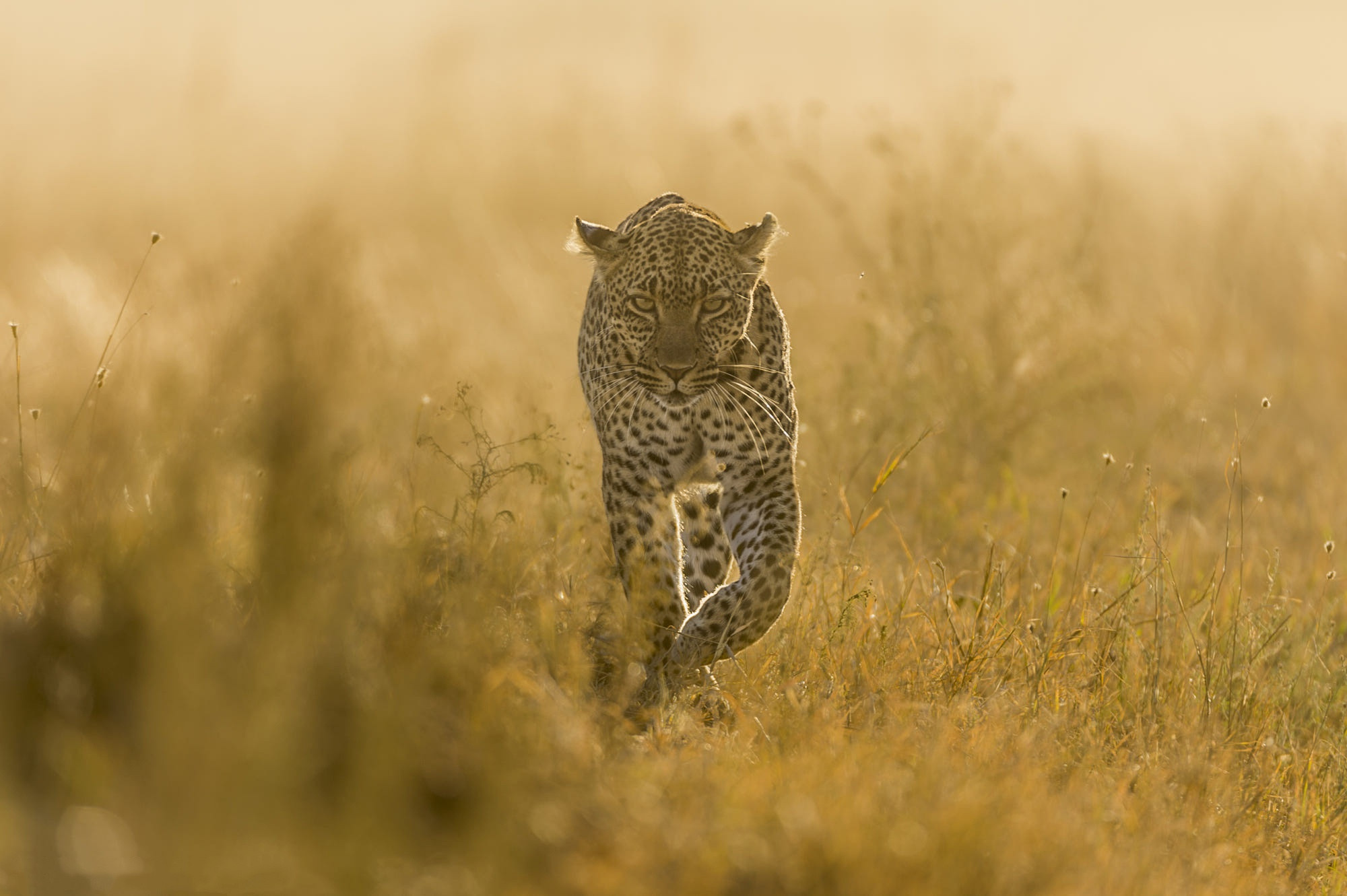 Leopard walking, Majestic predator, 2000x1340 HD Desktop