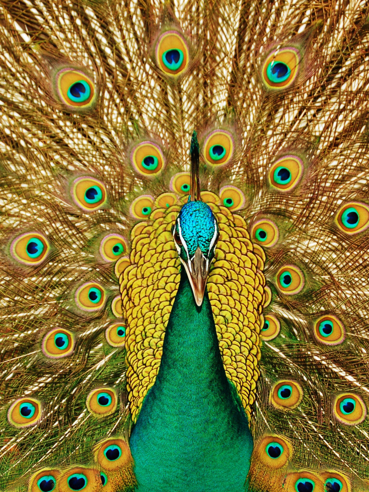Peacock: Hybrids between Indian peafowl and Green peafowl are called Spaldings. 1540x2050 HD Wallpaper.