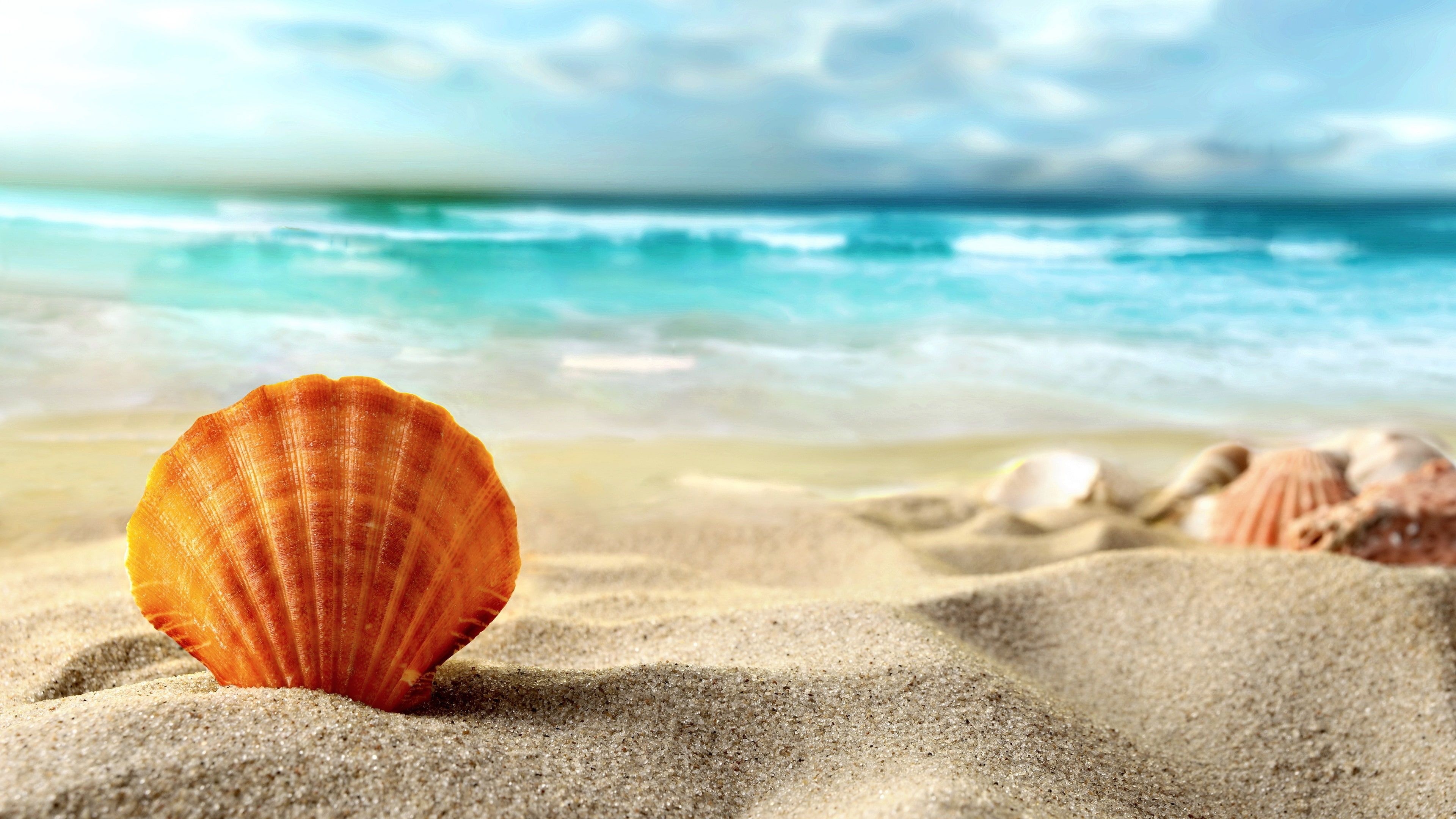 Sea Shell: Sands, Typically composed of calcium carbonate or chitin. 3840x2160 4K Wallpaper.
