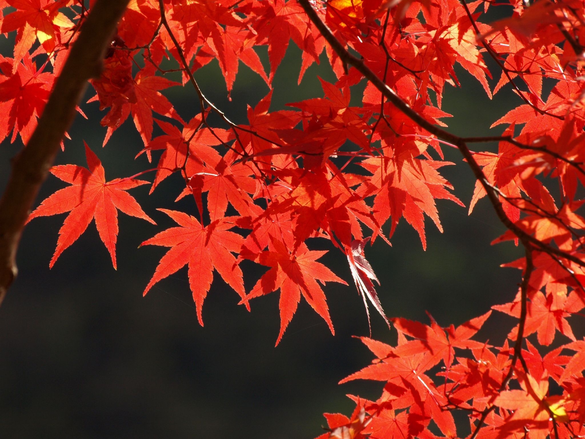 Autumn maple leaf, Tree's beauty, Vibrant hues, Photographic delight, 2050x1540 HD Desktop