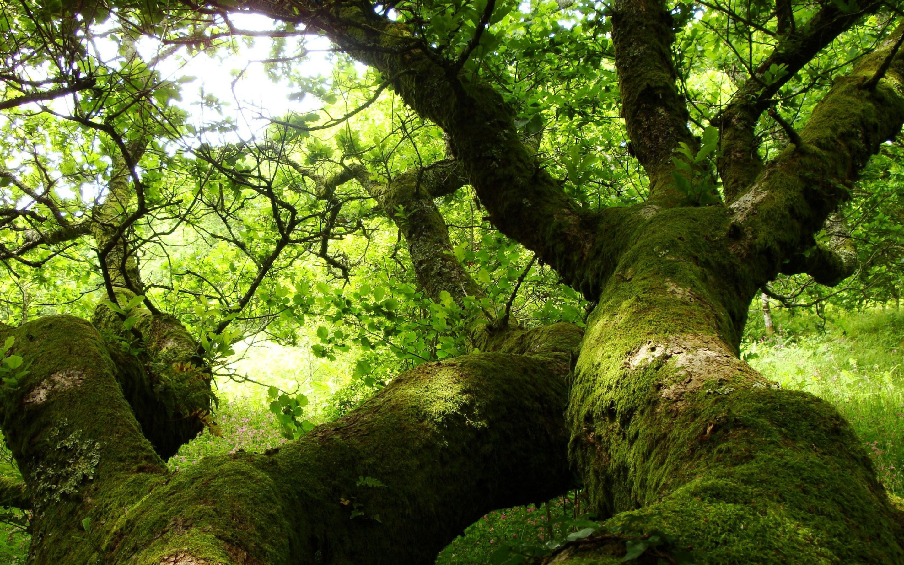 Oak Tree, Oak wallpapers, Nature backgrounds, Tree beauty, 2880x1800 HD Desktop