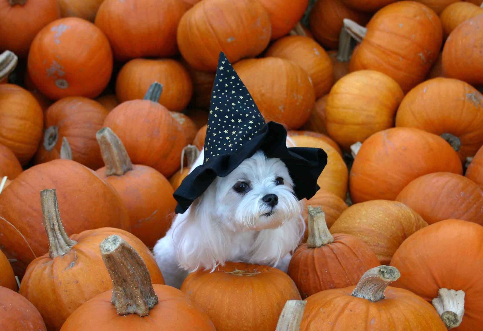 Halloween pets, Cute costumes, Pet costume contests, Halloween fun, 2050x1410 HD Desktop