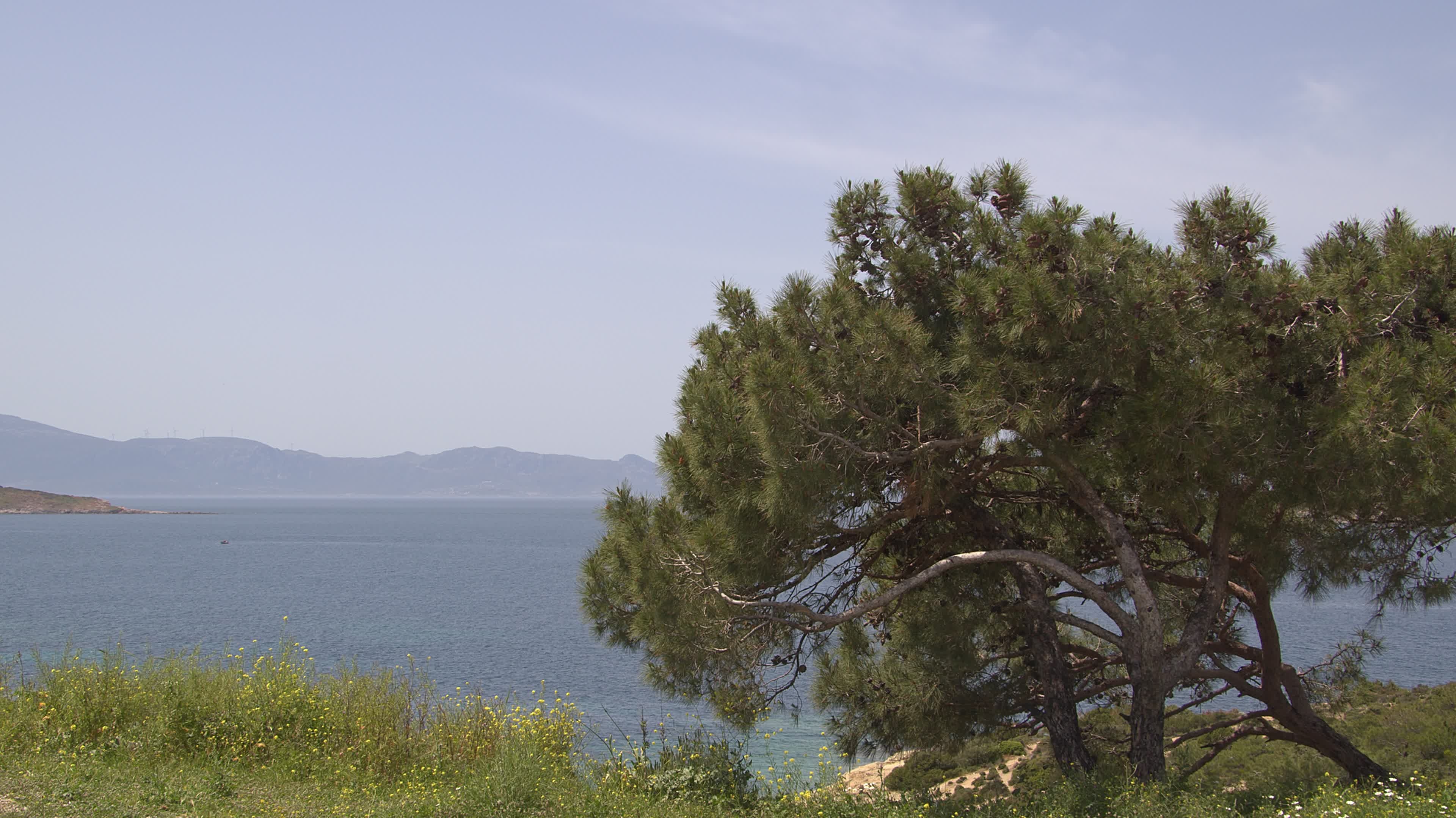Pine tree and ocean, Island slope, Coastal beauty, Harmonious nature, 3840x2160 4K Desktop