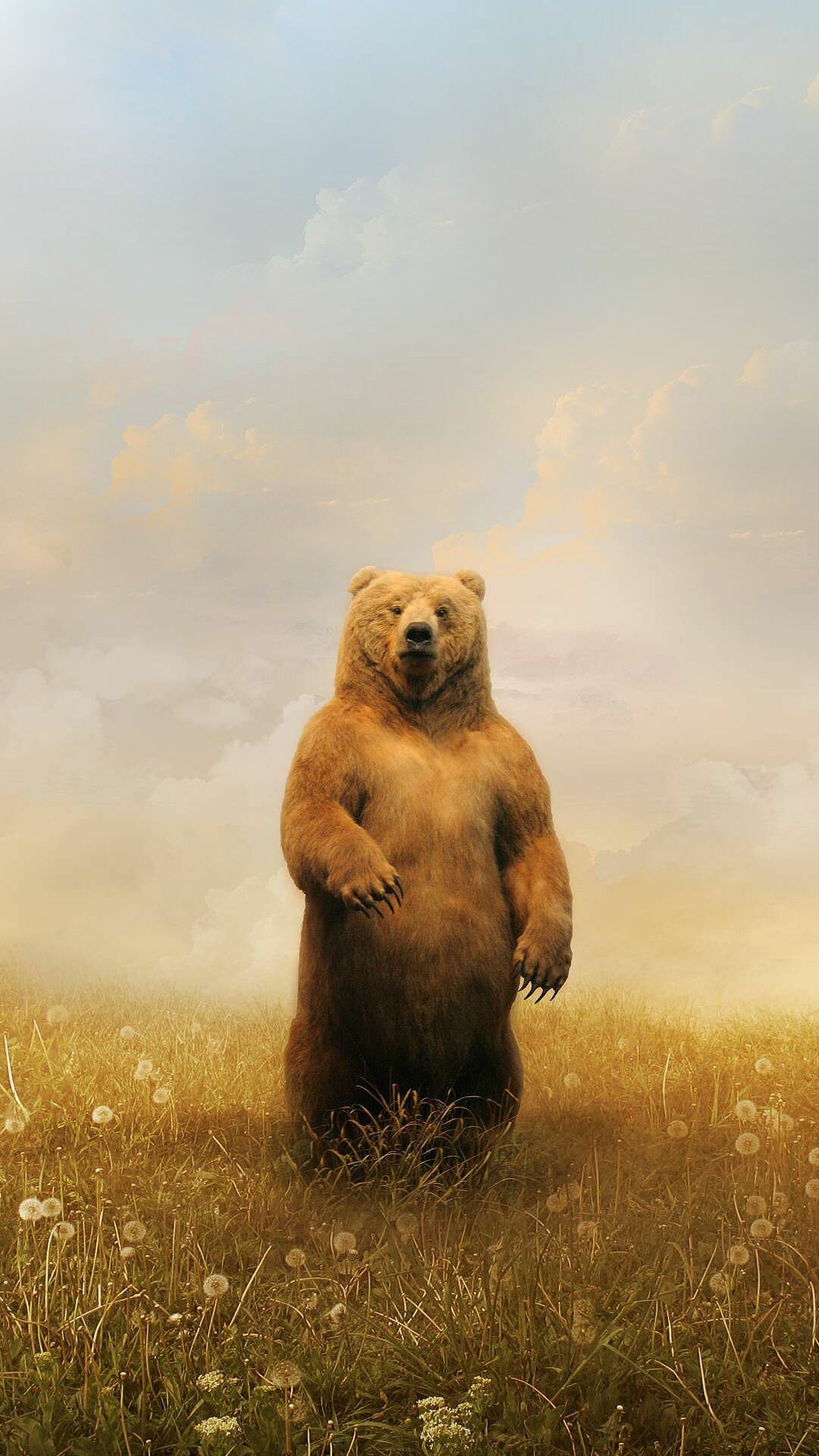 Bear: Wild mammal, Capable of standing and walking on their hind legs. 1080x1920 Full HD Background.