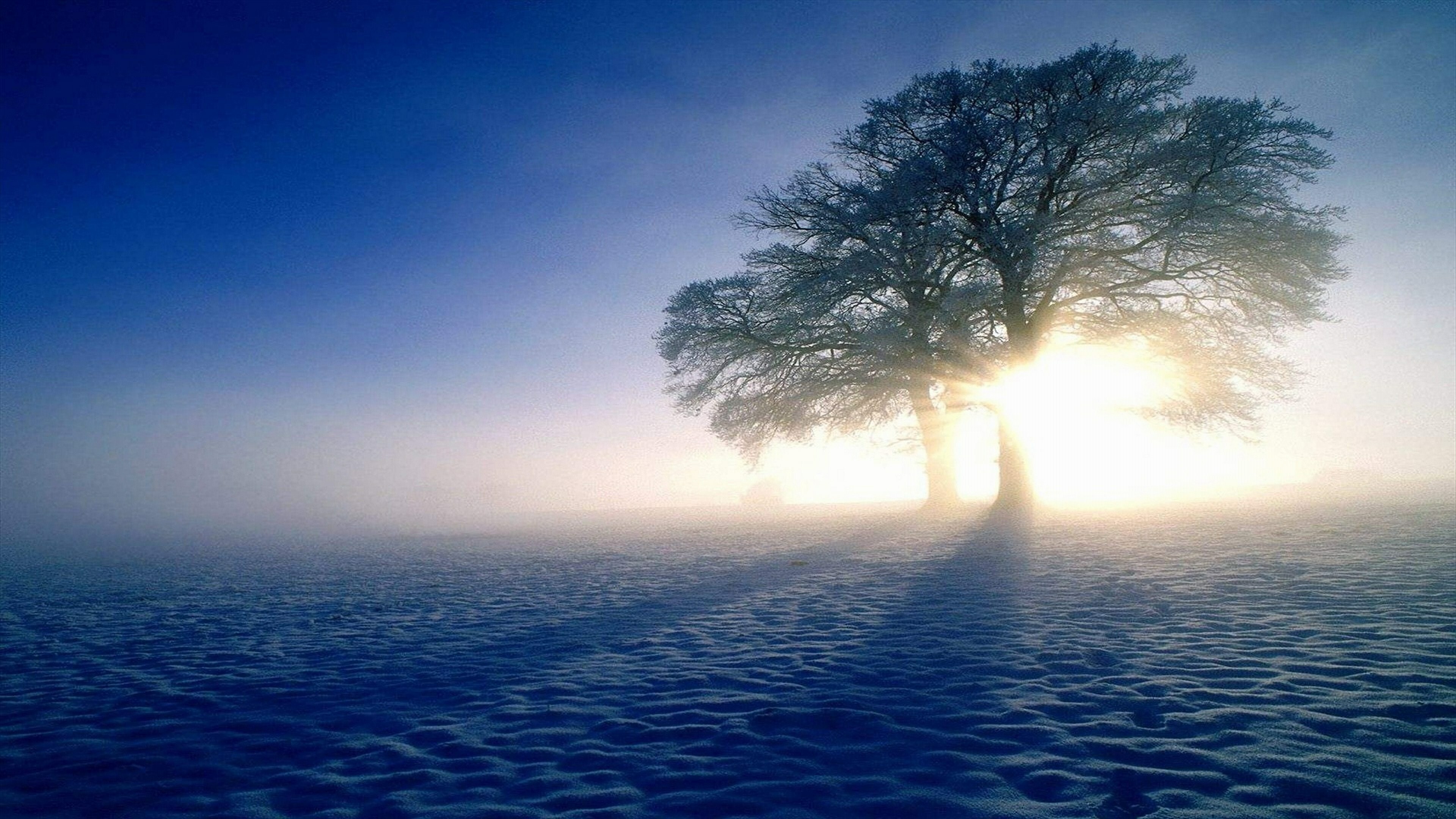 Baumwichtel in einem Baum, verspieltes Wunder, magische Prsenz, verborgene Schtze der Natur, 3840x2160 4K Desktop
