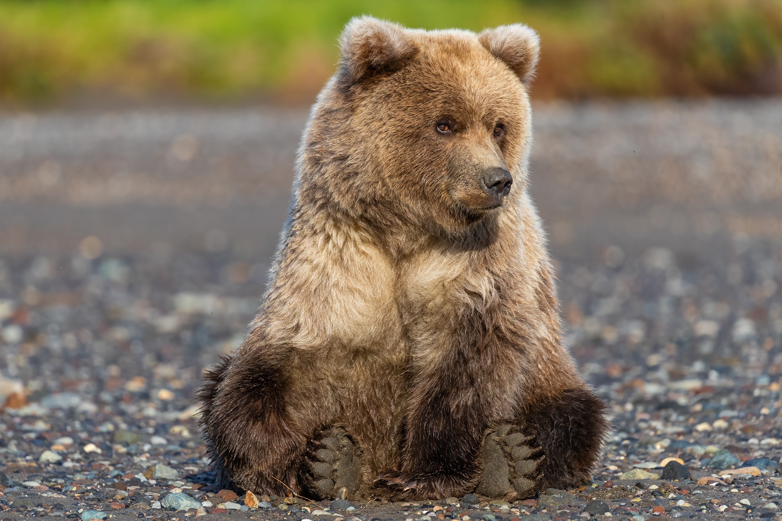 Grizzly bear's aura, Strength and beauty, Wildlife appreciation, Majestic creature, 2600x1730 HD Desktop