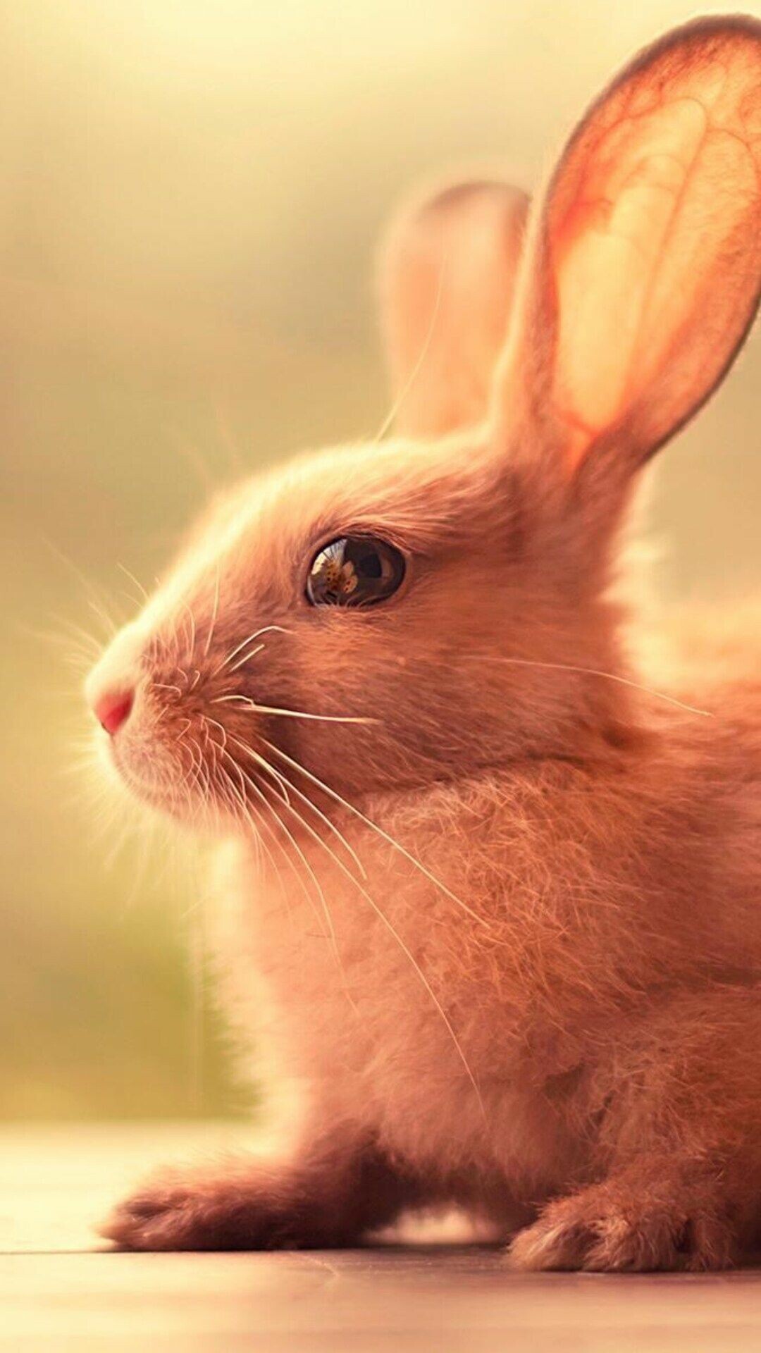 Rabbit: Intelligent, affectionate, social animals who need daily interaction with humans. 1080x1920 Full HD Background.