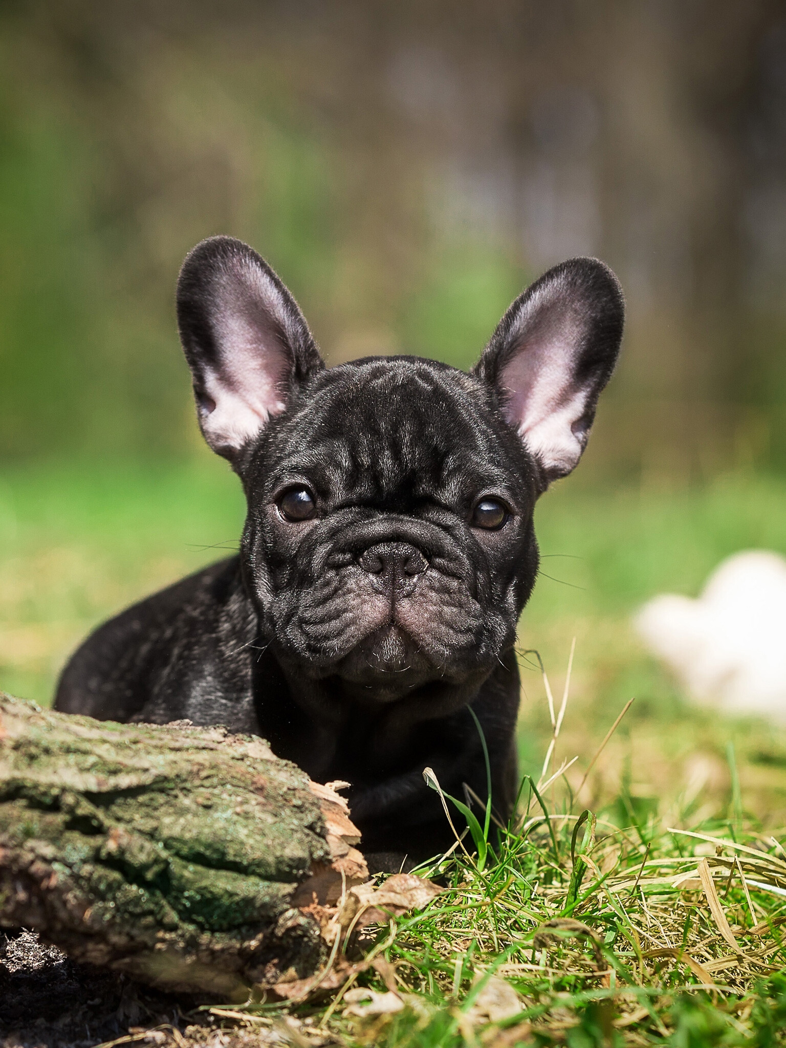 French Bulldog: Black puppy, A moderately good watchdog but poor protection dog. 1540x2050 HD Wallpaper.