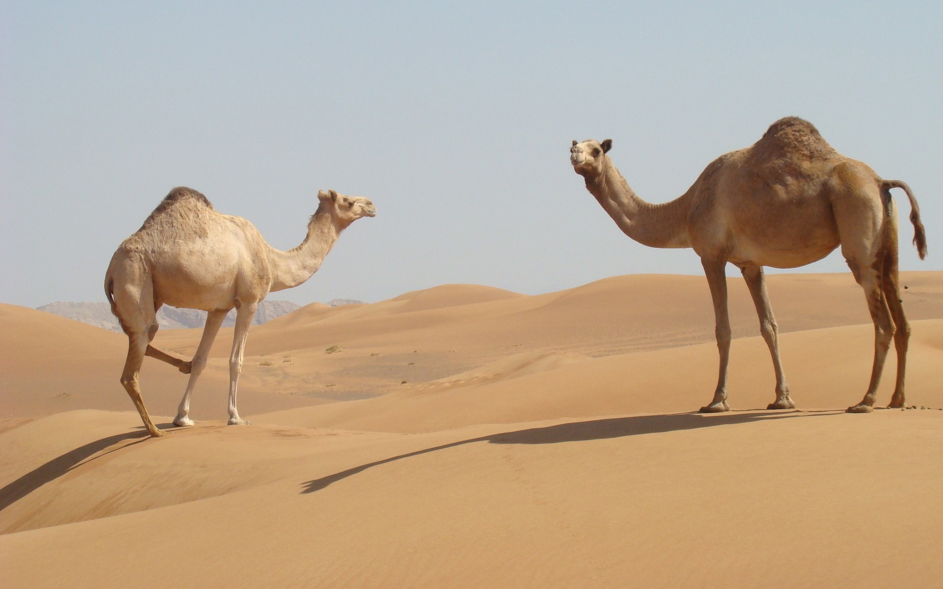 Sandy wilderness, Two camels, Desert dwelling, Camel photography, 1920x1200 HD Desktop