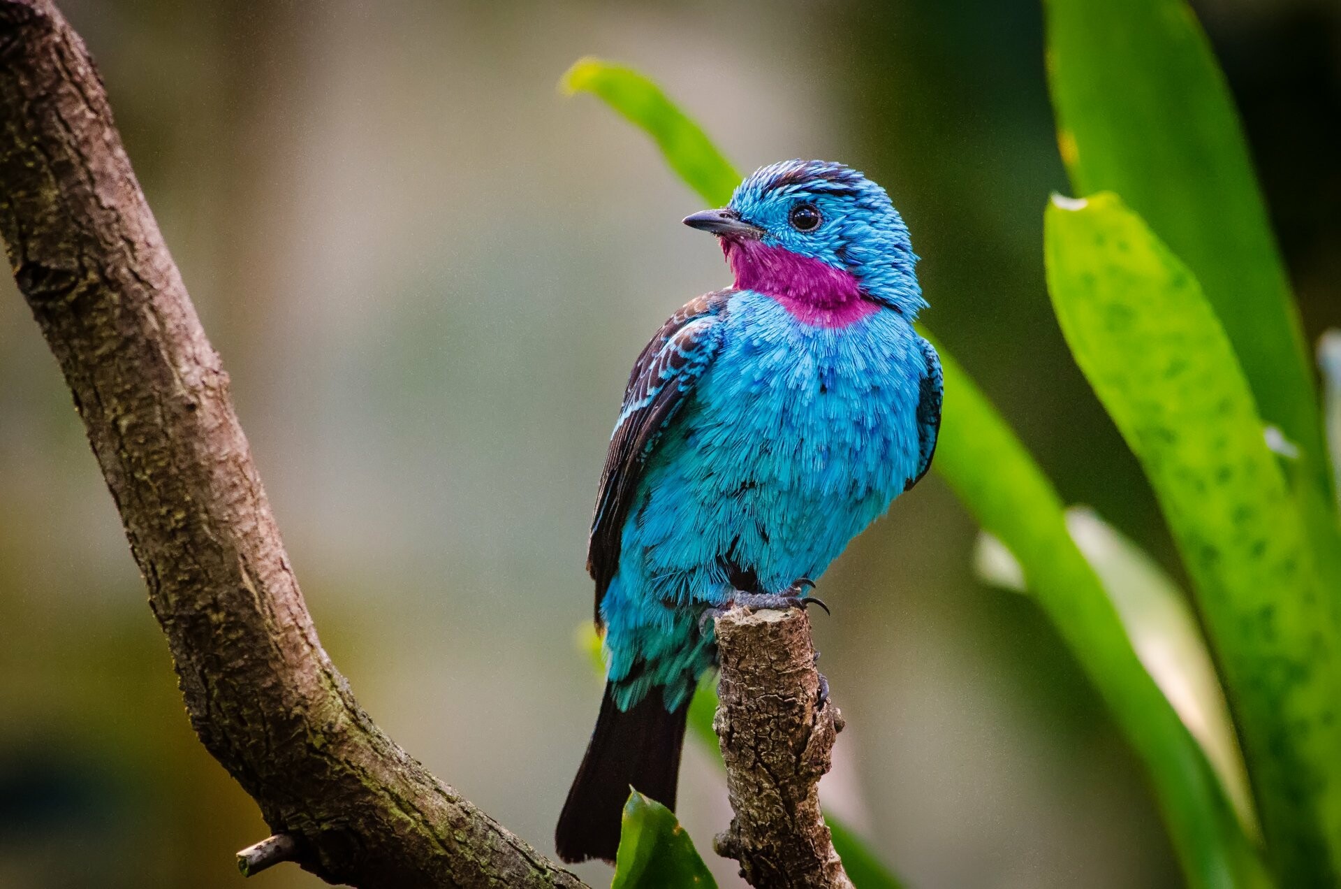 Bird: Warm-blooded vertebrate of the class Aves, Spangled cotinga. 1920x1280 HD Background.