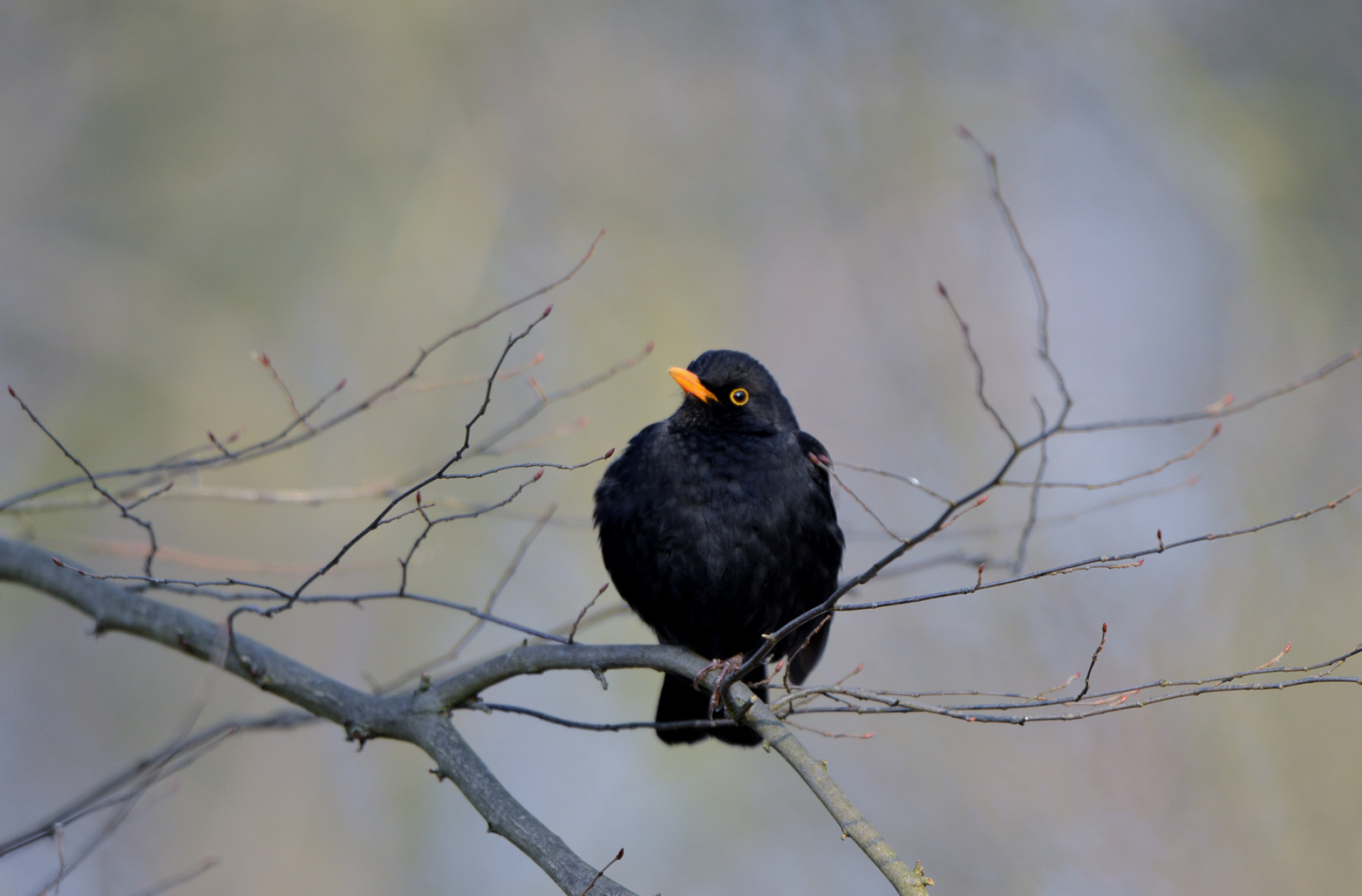 Common Blackbird, Birds in sandfort, Natural habitat, Feathered creature, 2000x1320 HD Desktop