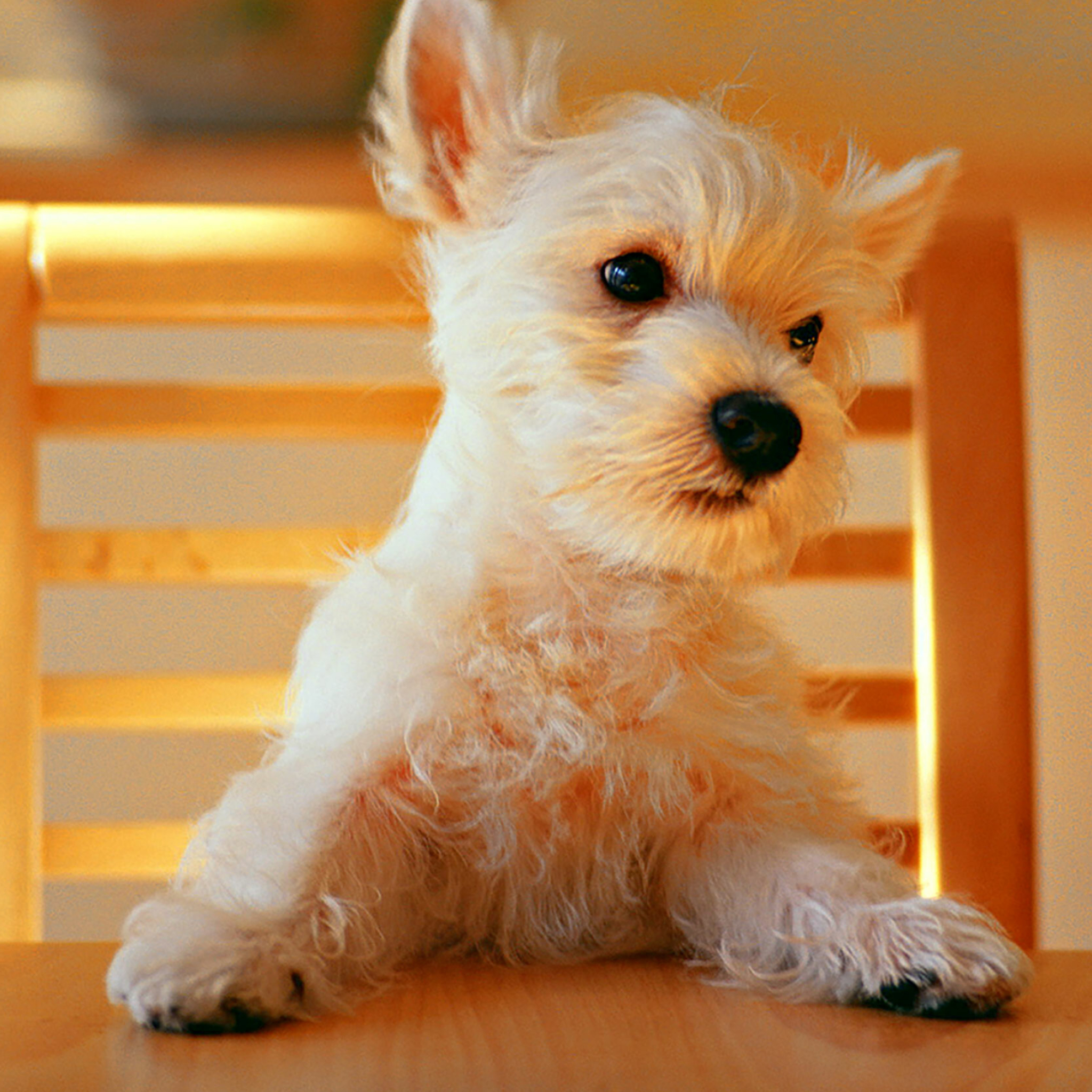 Dog: West Highland White Terrier, A breed from Scotland with a distinctive white harsh coat. 2050x2050 HD Wallpaper.