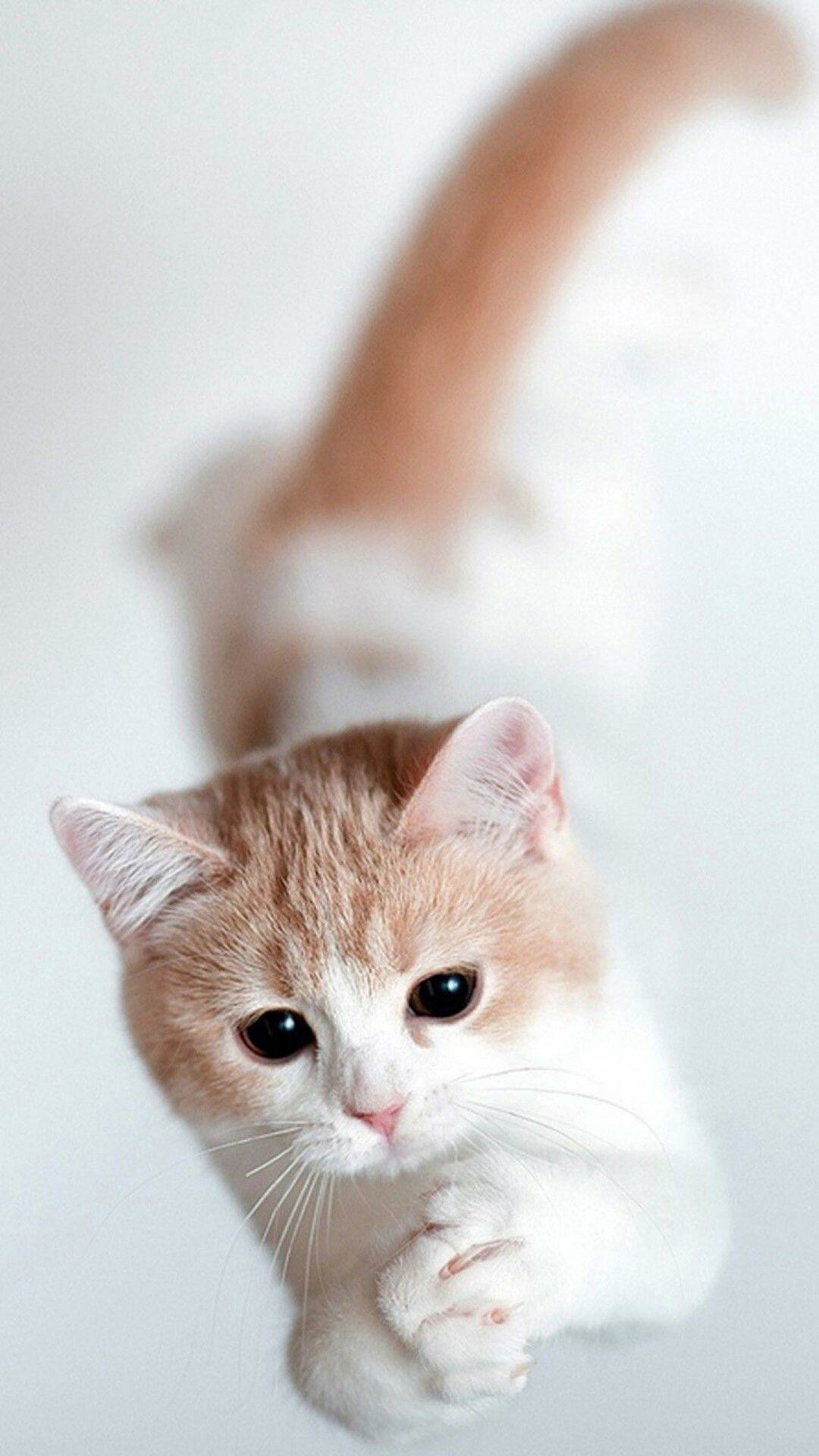Cute cat, HD iPhone wallpapers, 1080x1920 Full HD Phone