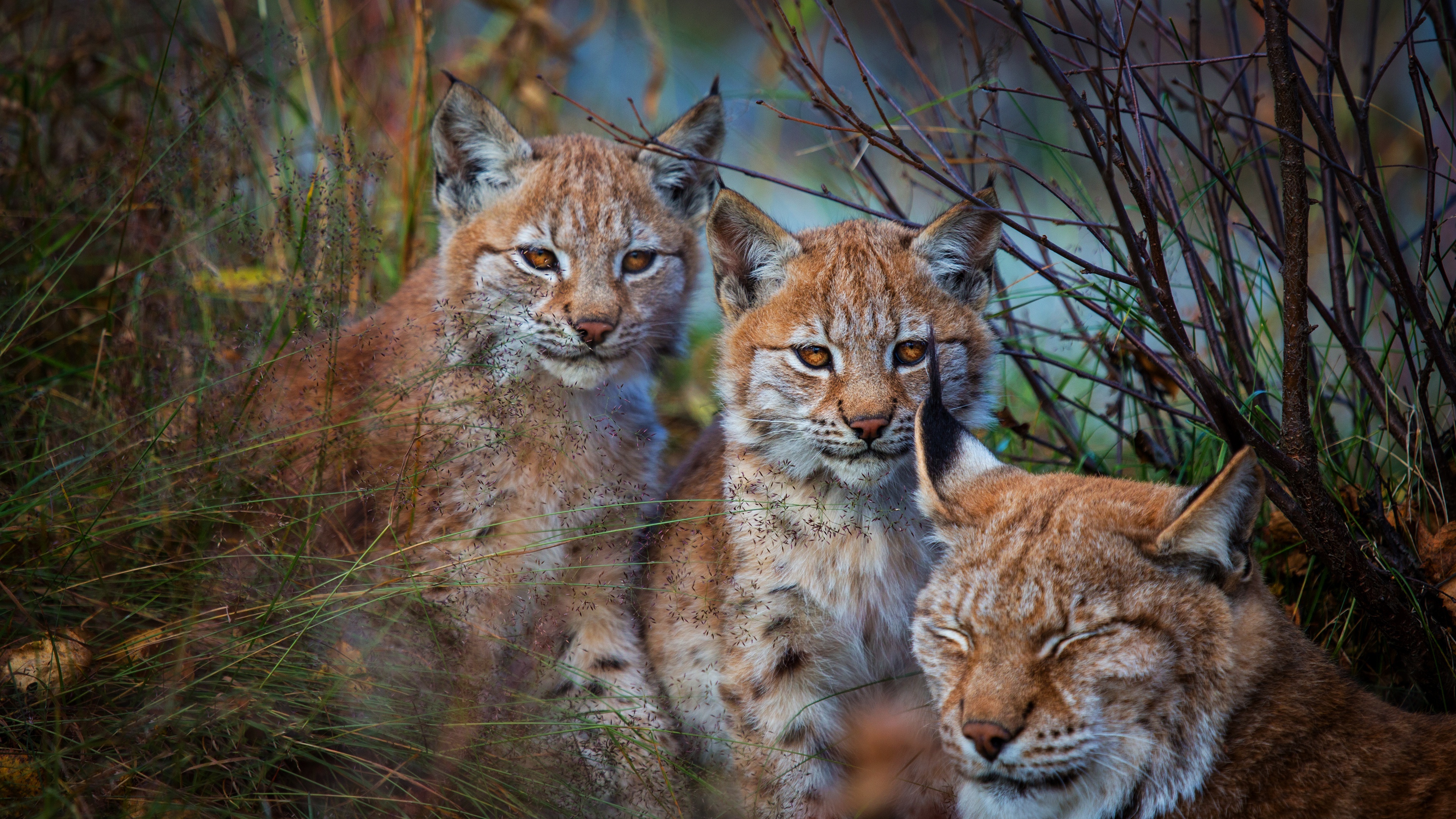4K lynx images, Striking beauty, Nature's masterpiece, Untamed wilderness, 3840x2160 4K Desktop