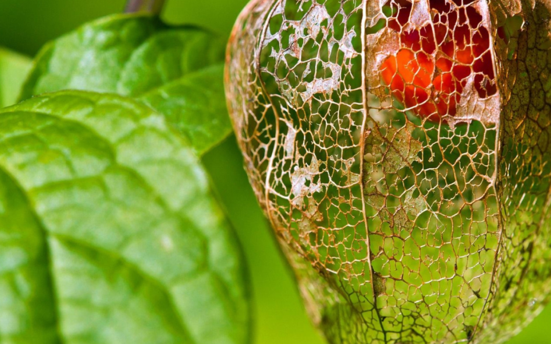 Physalis: Chinese lantern fruit, The nightshade family. 1920x1200 HD Background.