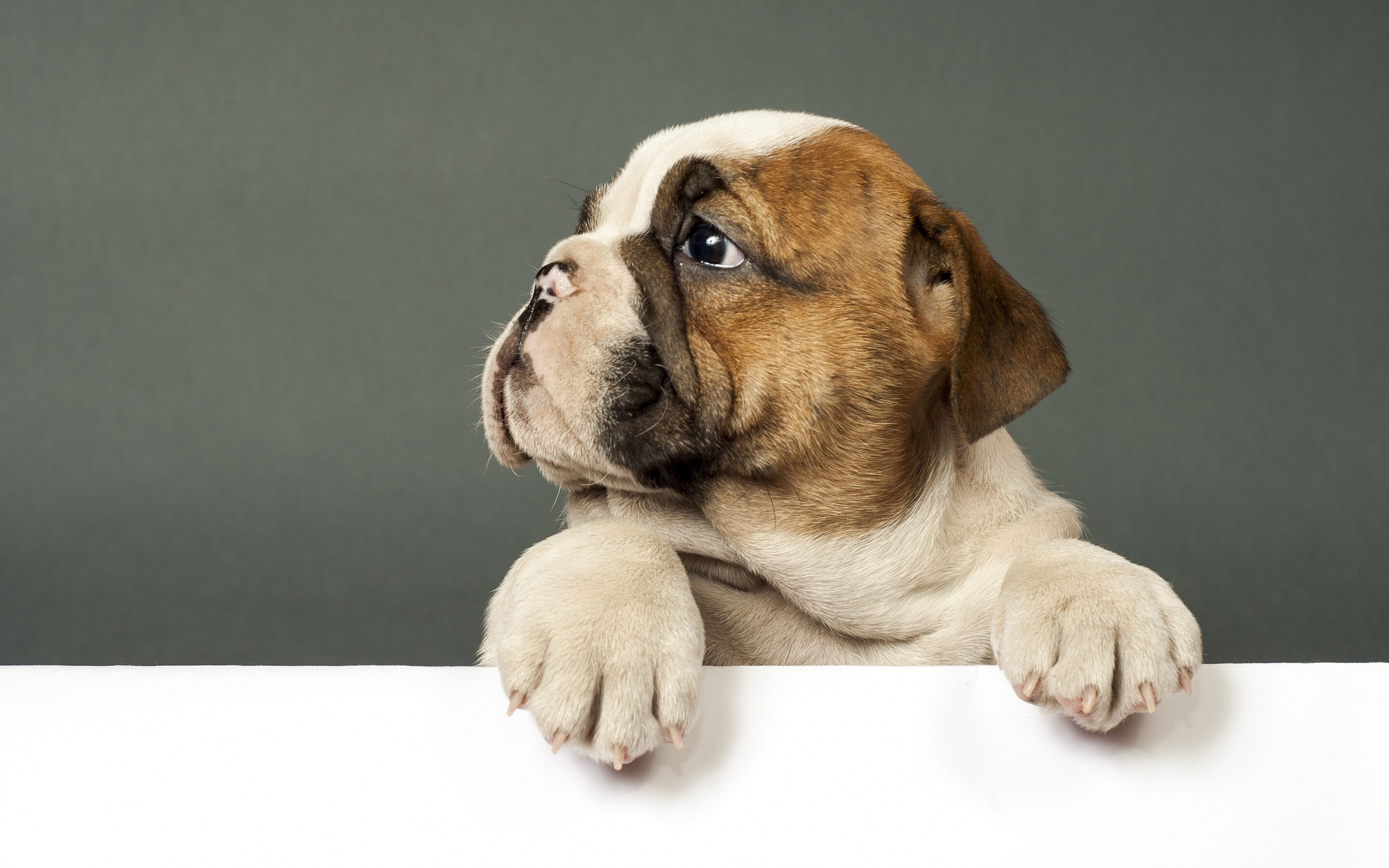 Bulldog: Cute puppy, The breed standards are 55 lb for a male and 50 lb for a female. 2880x1800 HD Wallpaper.