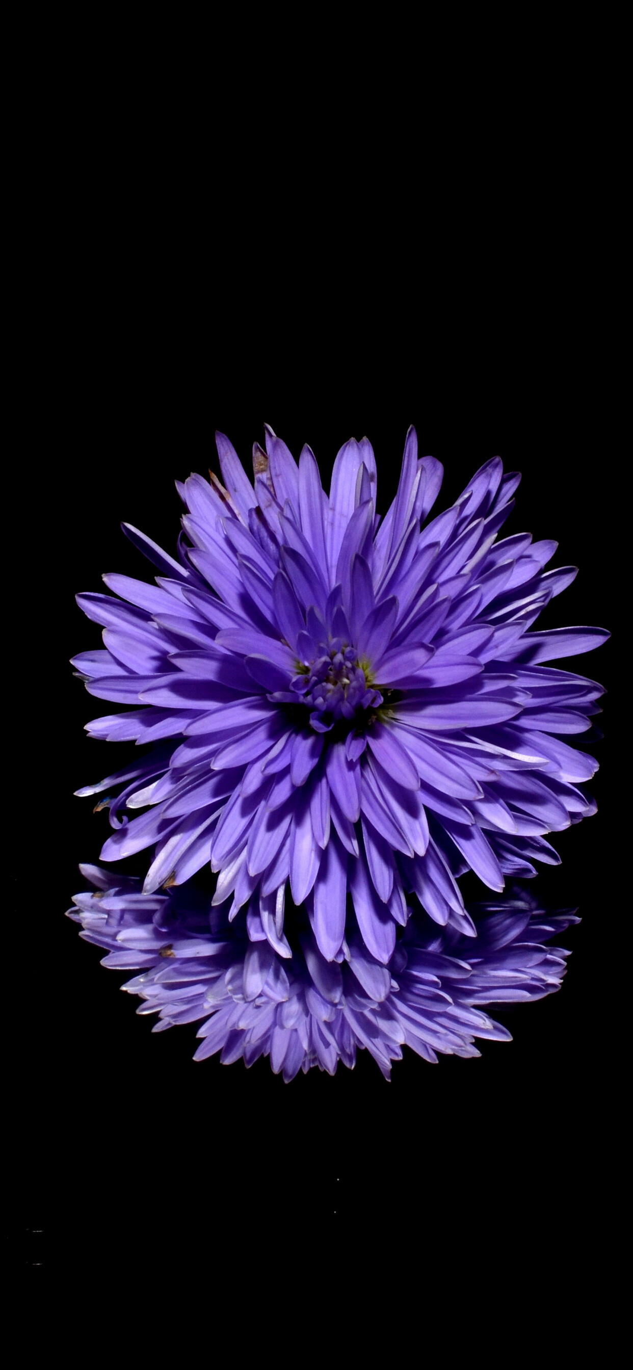 Chrysanthemum: The ray florets are considered imperfect flowers, as they only possess the female reproductive organs, while the disk florets are considered perfect flowers, as they possess both male and female reproductive organs, Herbaceous plant. 1250x2690 HD Background.