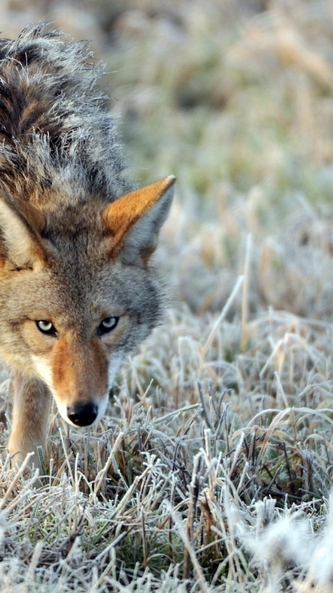 Coyote, Majestic wildlife, Breathtaking scenery, Striking visuals, 1080x1920 Full HD Phone
