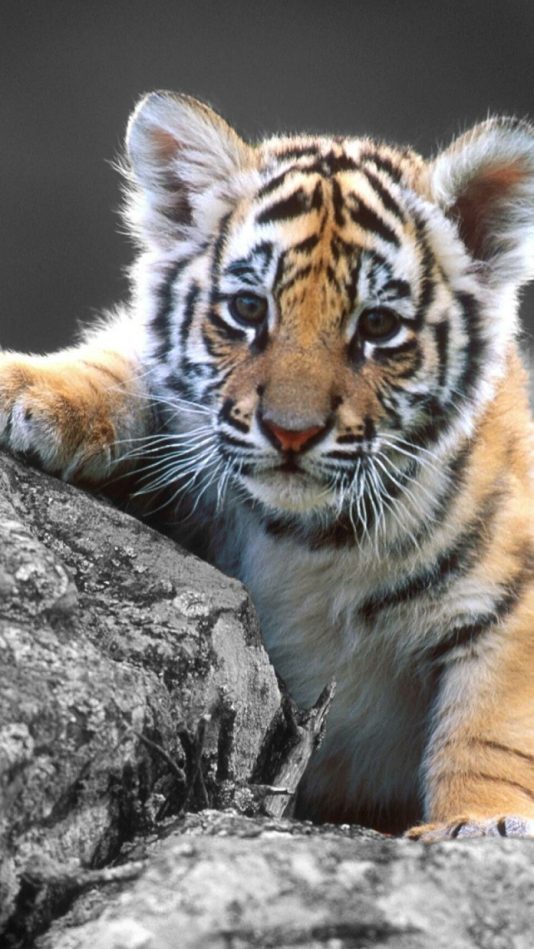 Tiger Cub: The baby of the reddish tan, striped great cat of forests, grasslands, and swamps. 1080x1920 Full HD Background.
