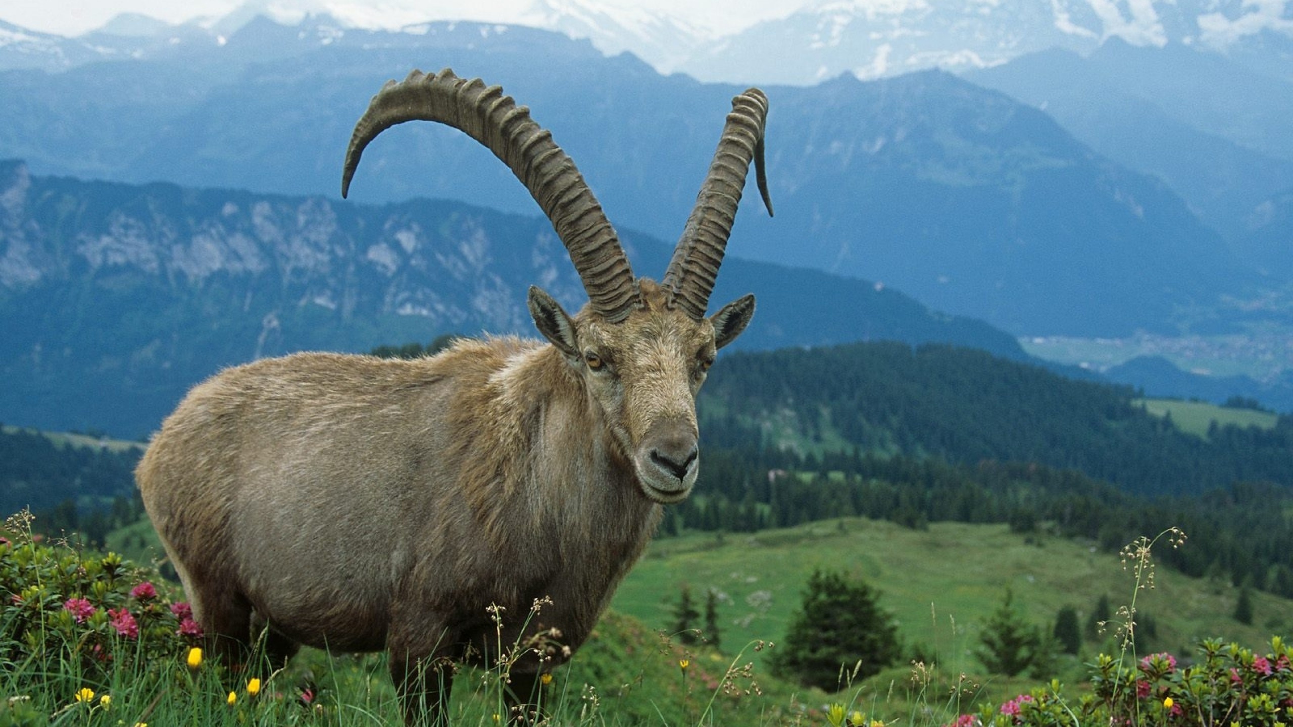 Mountain goat, Majestic creature, breathtaking view, Nature's beauty, 2560x1440 HD Desktop
