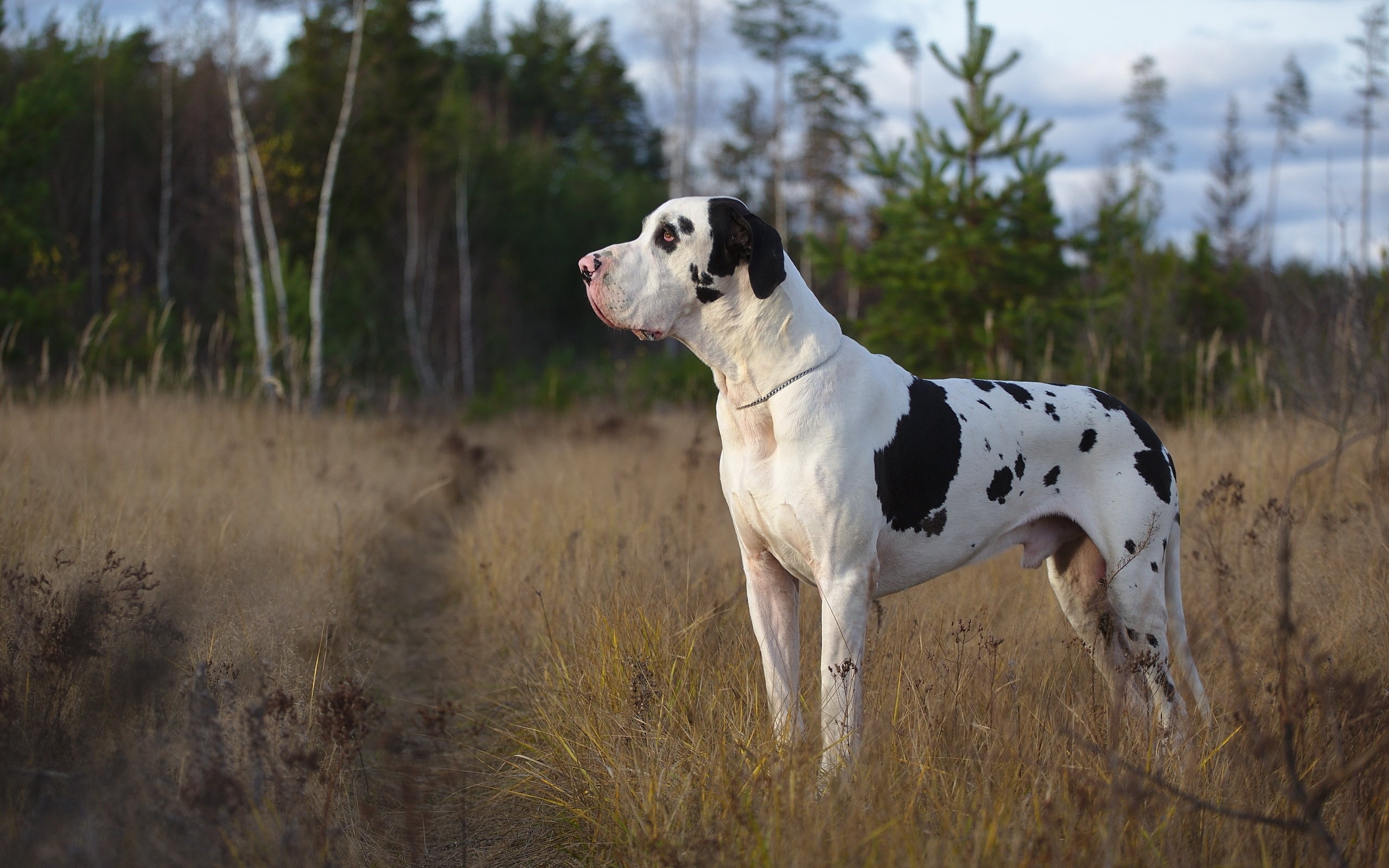 Great Dane: Harlequin, A muscular body and straight front legs, The breed with poor longevity: 6-8 years or less. 2560x1600 HD Wallpaper.