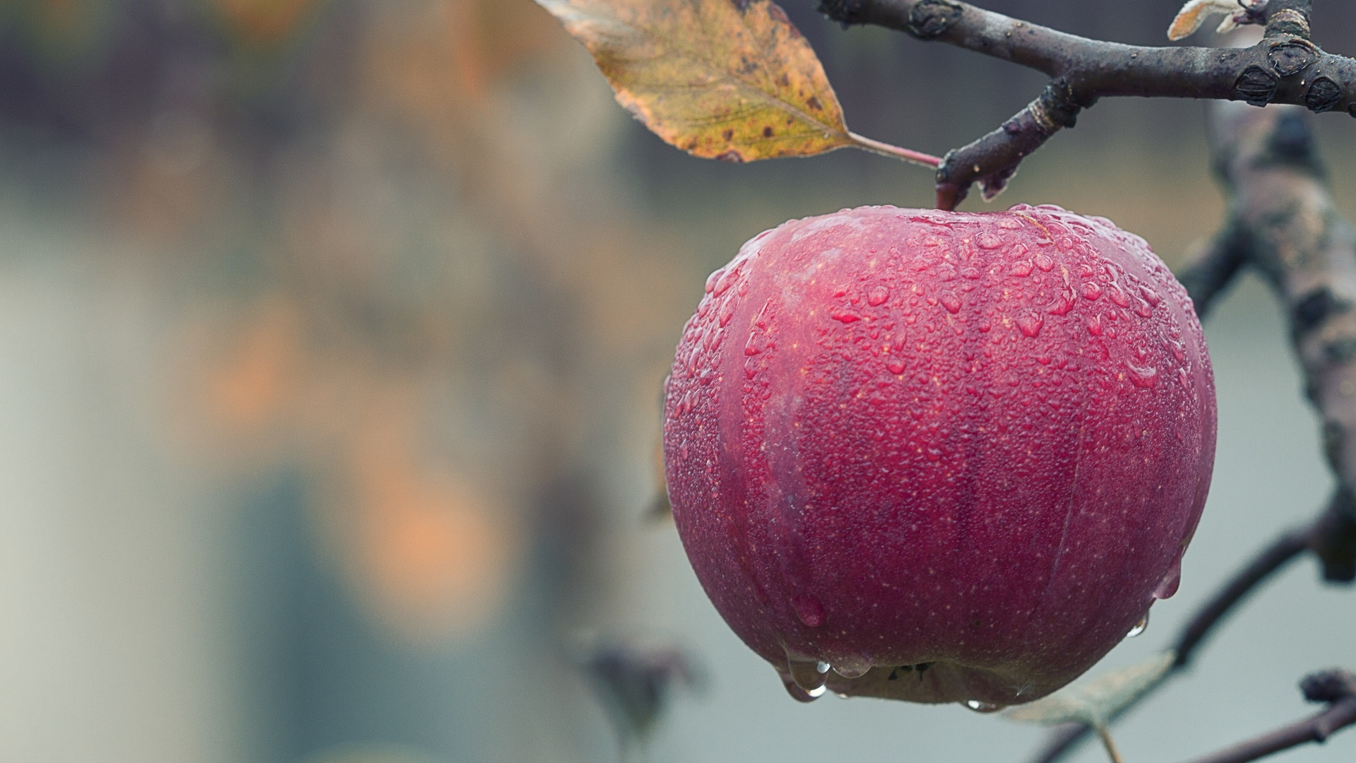 Apple (Fruit): Harvested from late summer through to late autumn. 1920x1080 Full HD Wallpaper.
