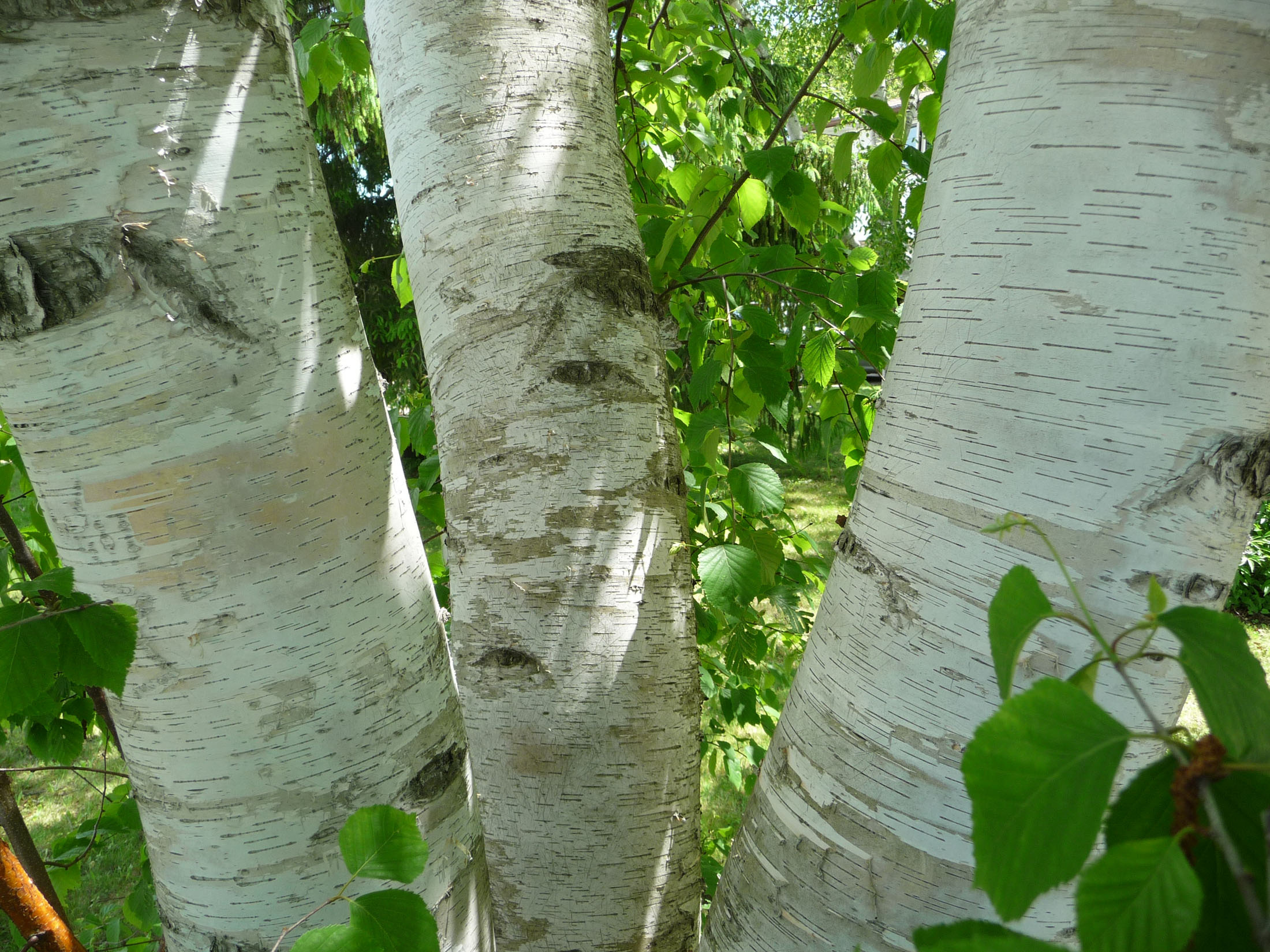 Birch Tree, Canadian, Sarnia, Observer, 2200x1650 HD Desktop